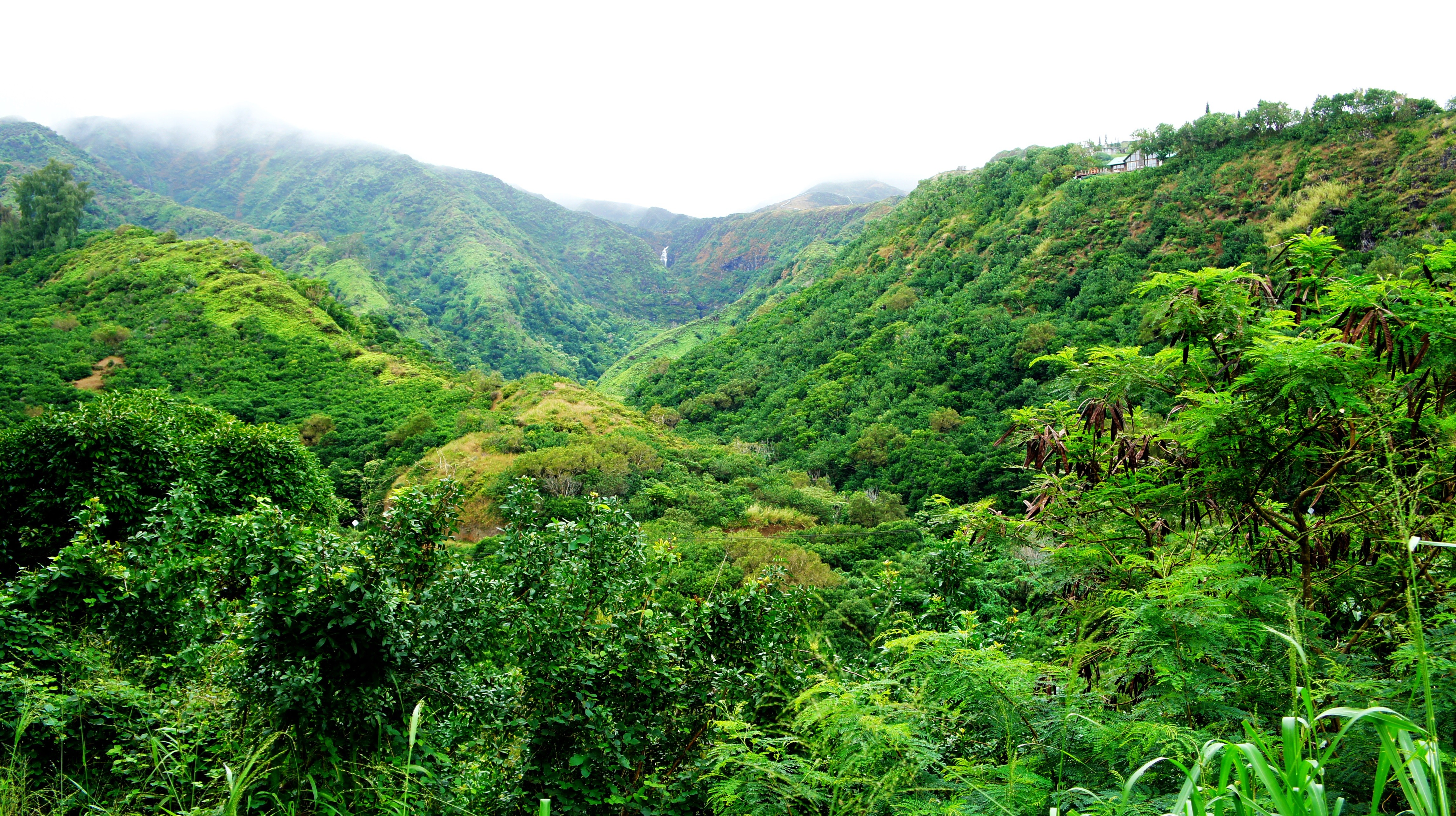 Hawaii Forest Wallpapers