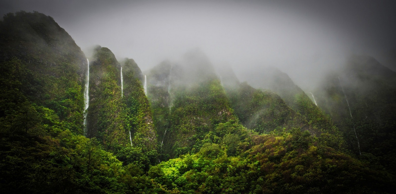 Hawaii Forest Wallpapers