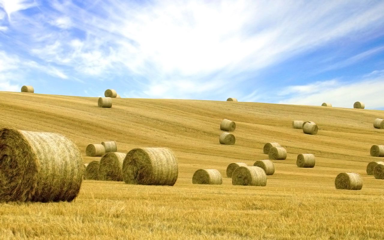 Hay Field Wallpapers