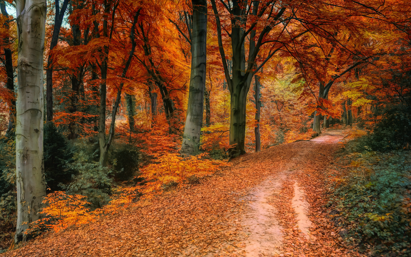 Hd Fall Forest 1440X900 Wallpapers