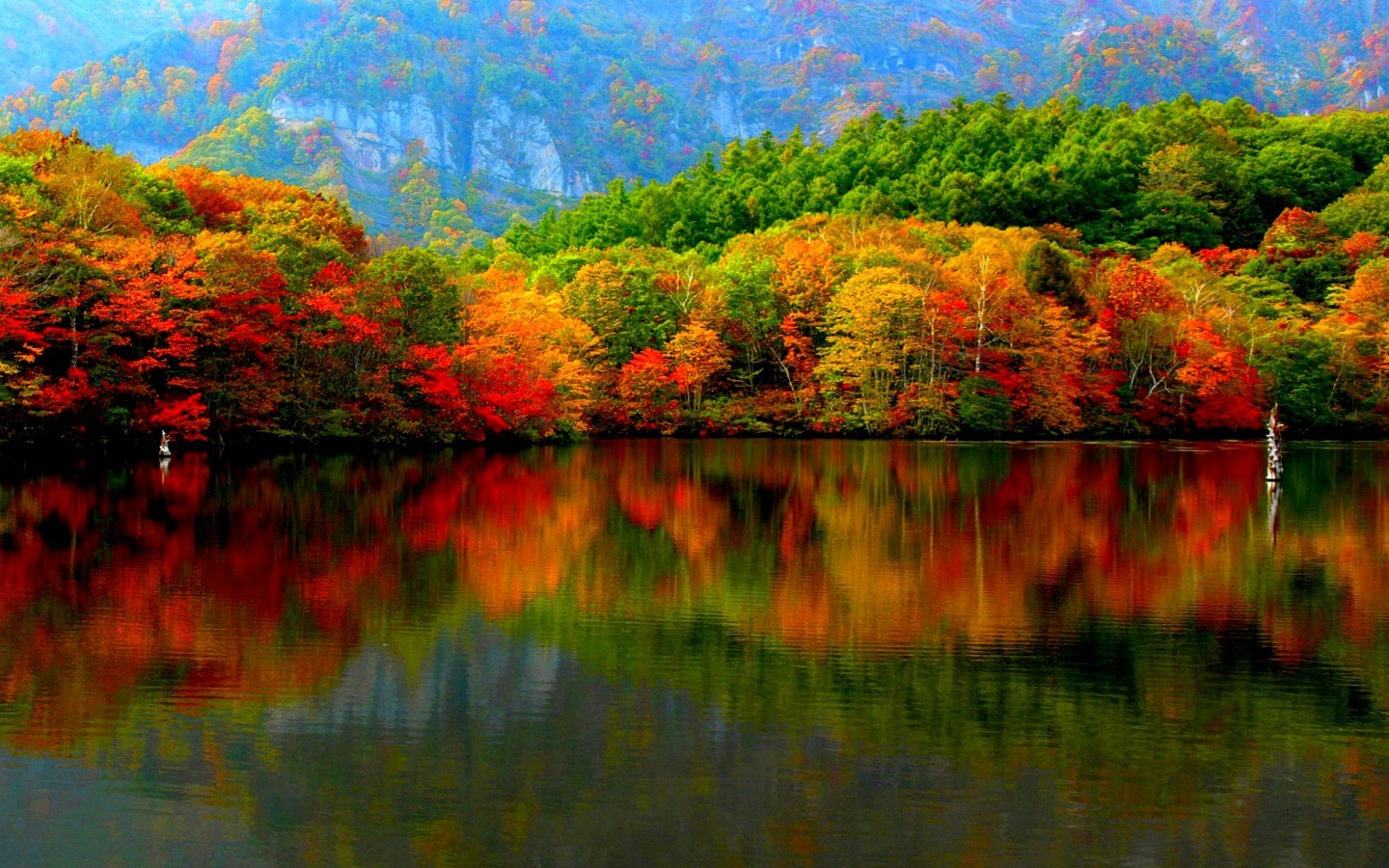 Hd Fall Forest 1440X900 Wallpapers