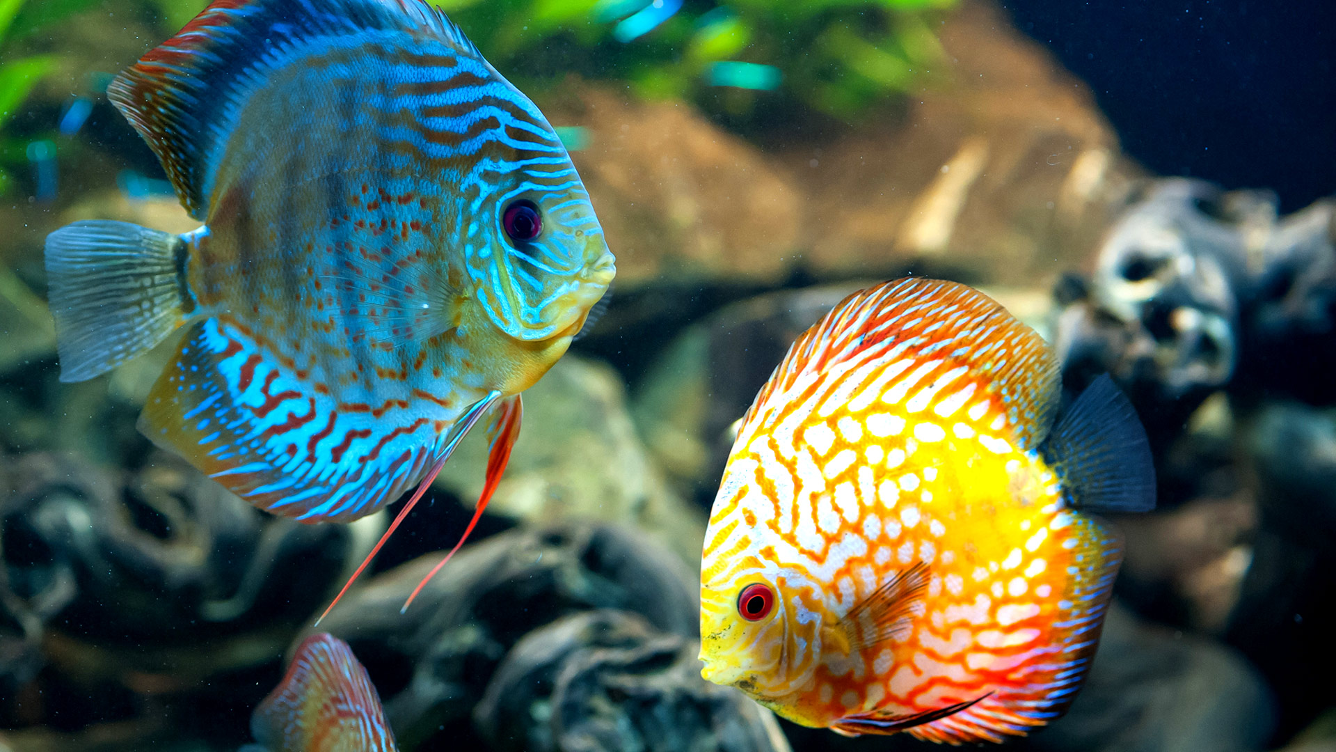 Hd Fish Wallpapers