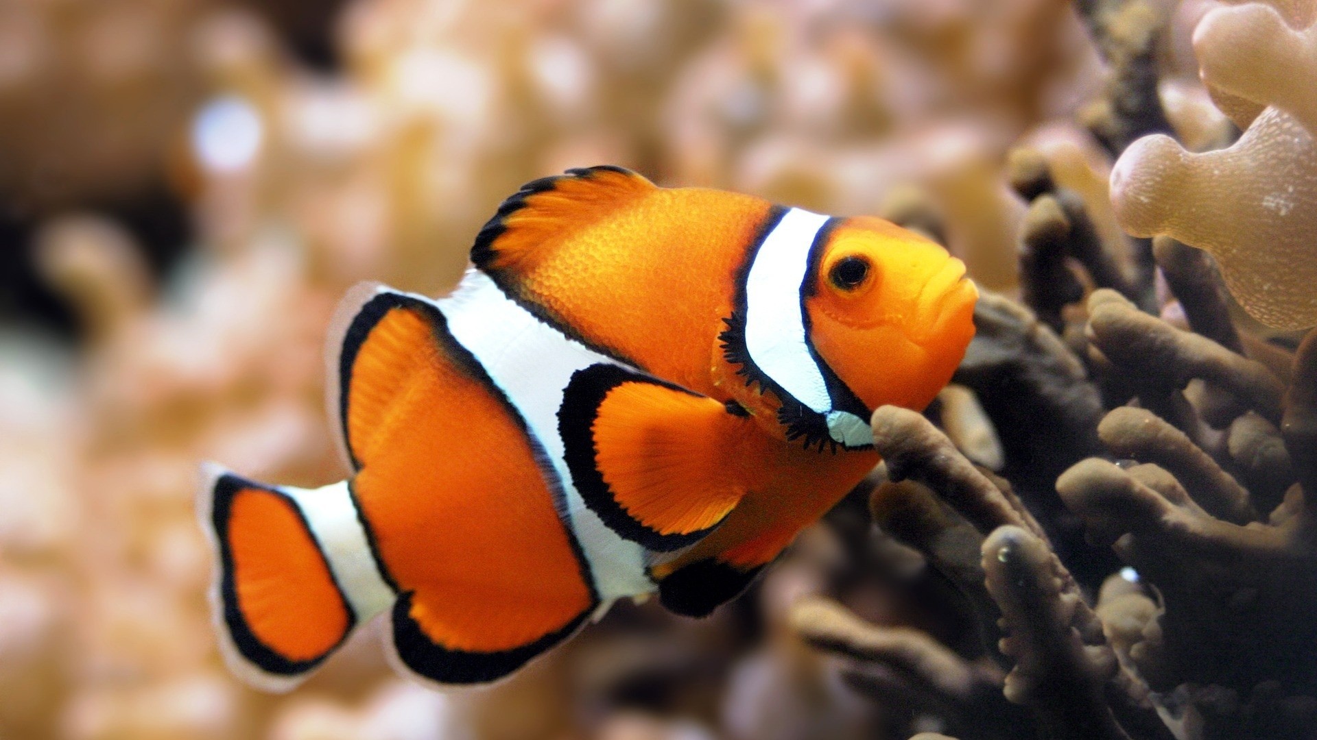 Hd Fish Wallpapers