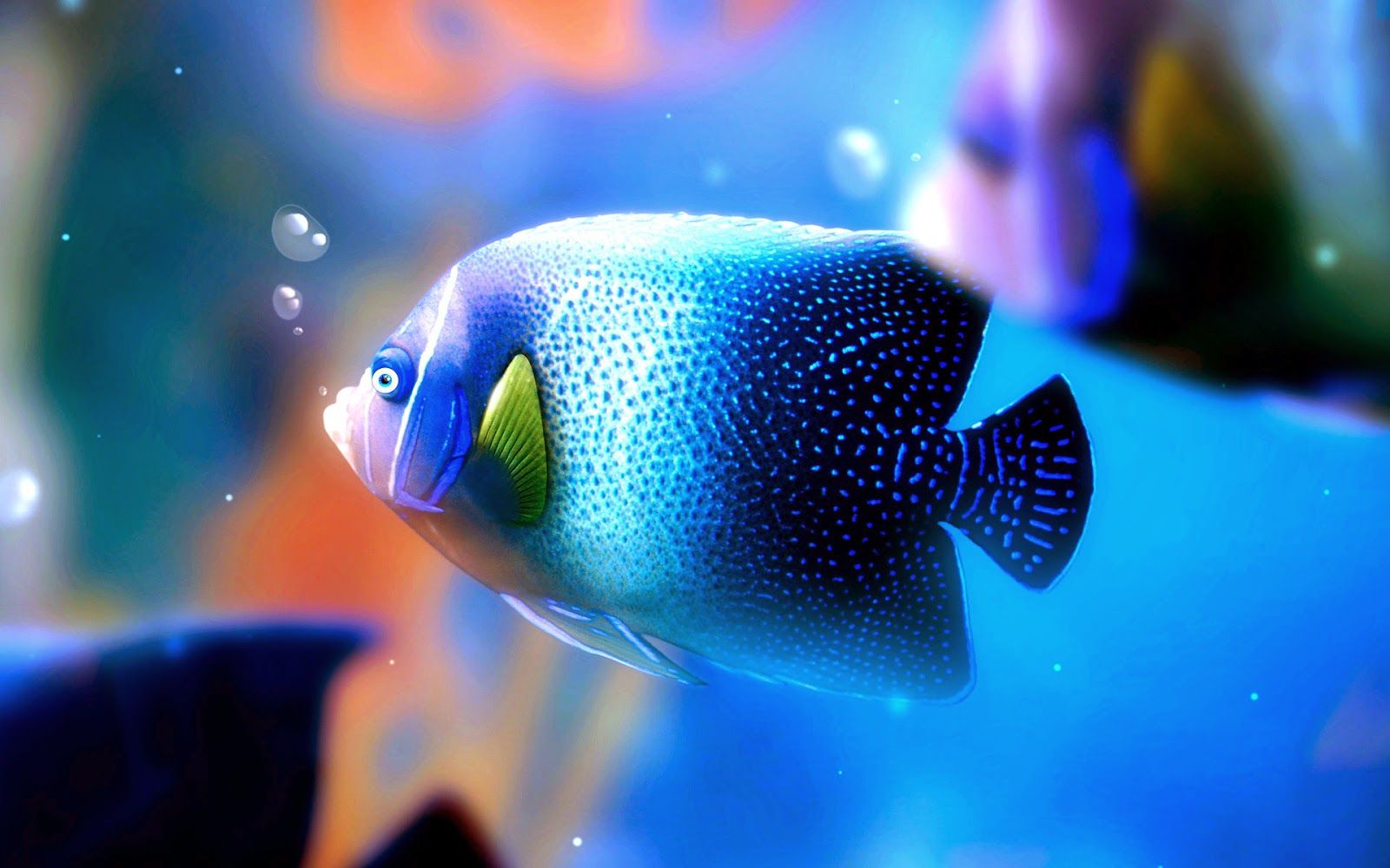 Hd Fish Wallpapers