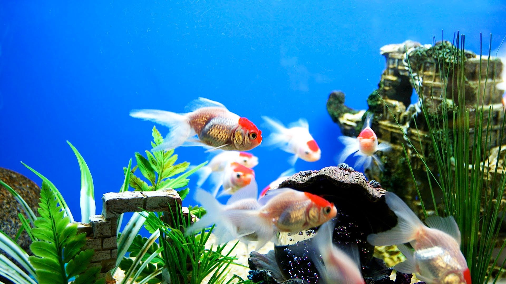 Hd Fish Wallpapers