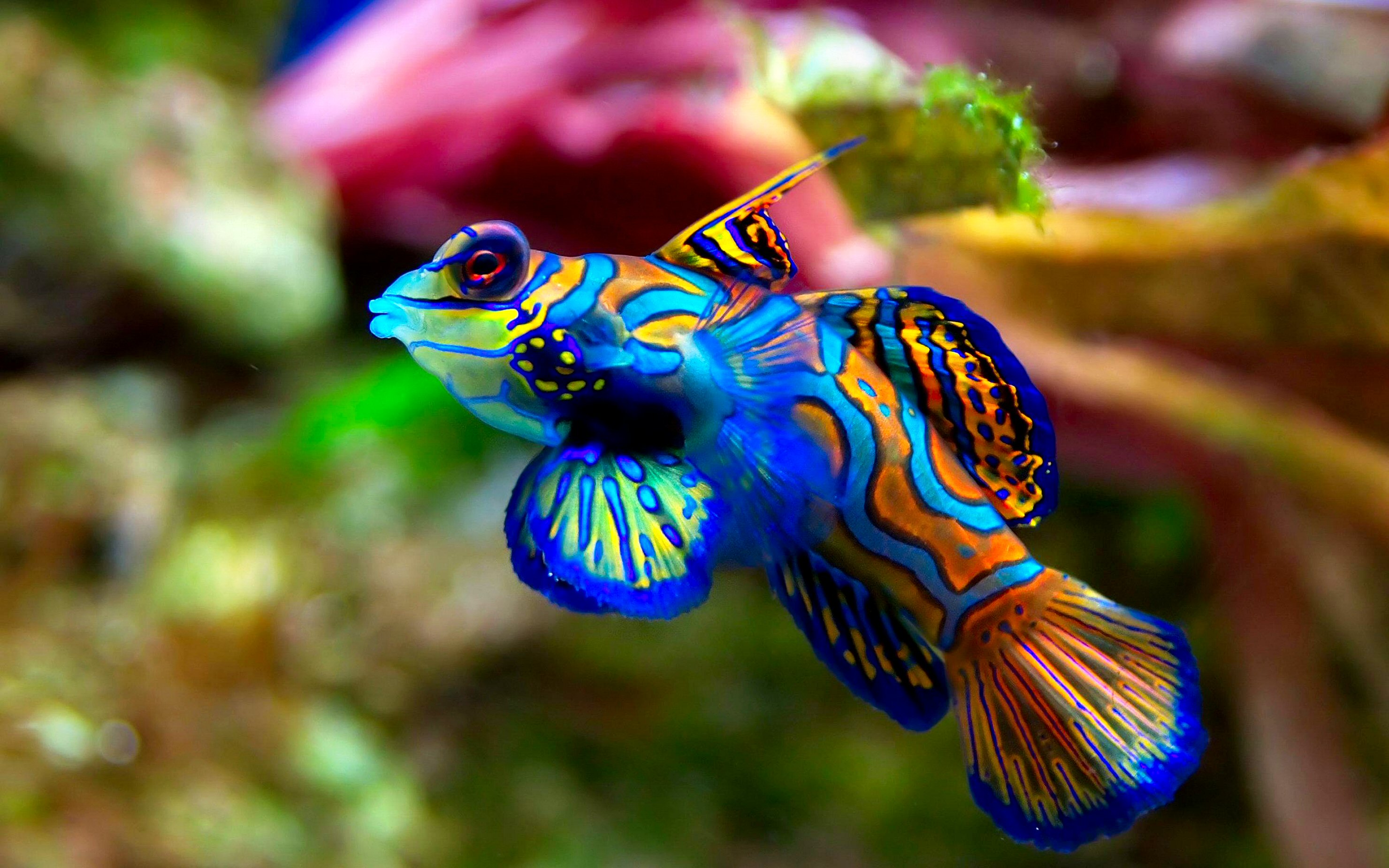 Hd Fish Wallpapers