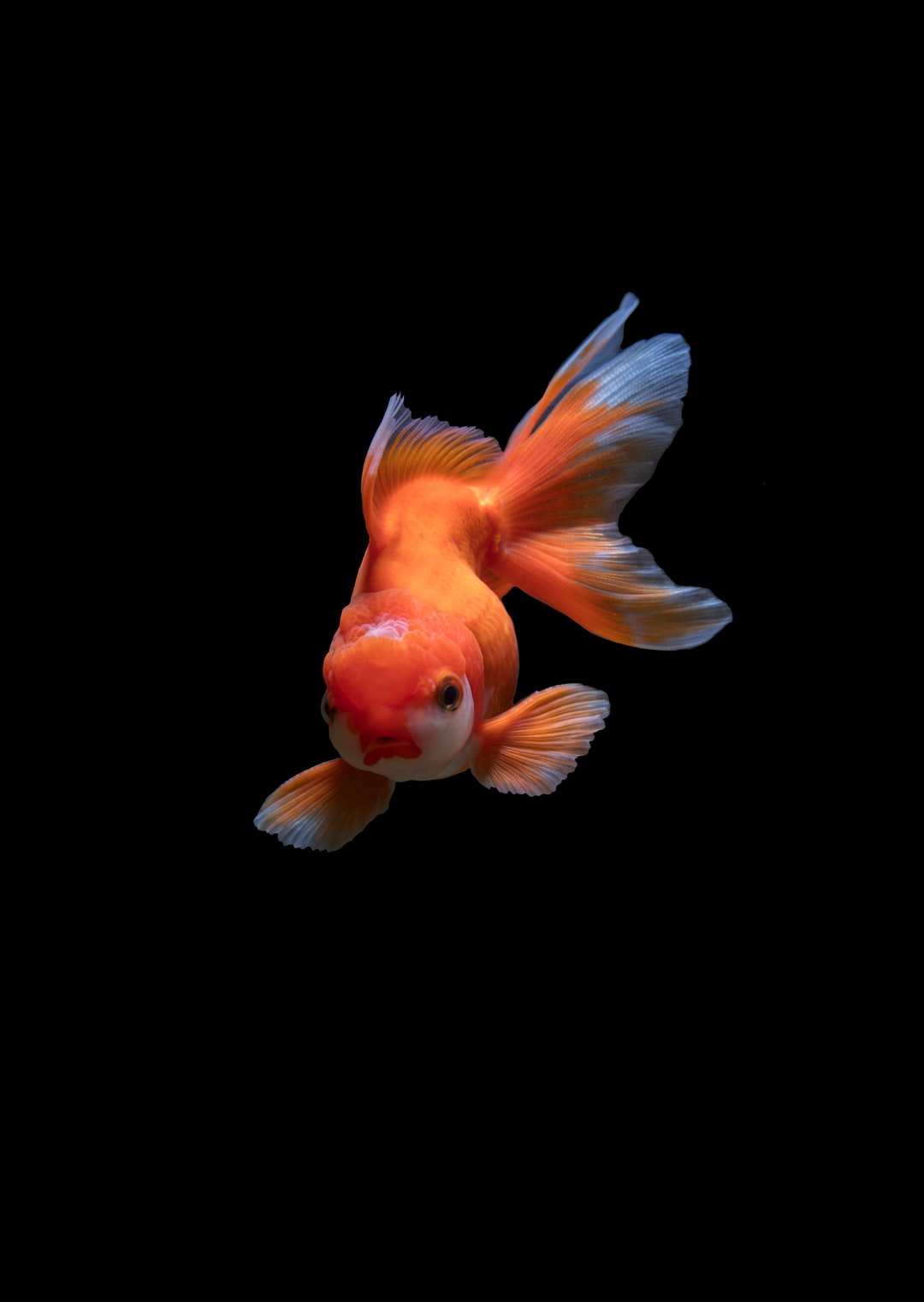 Hd Fish Wallpapers