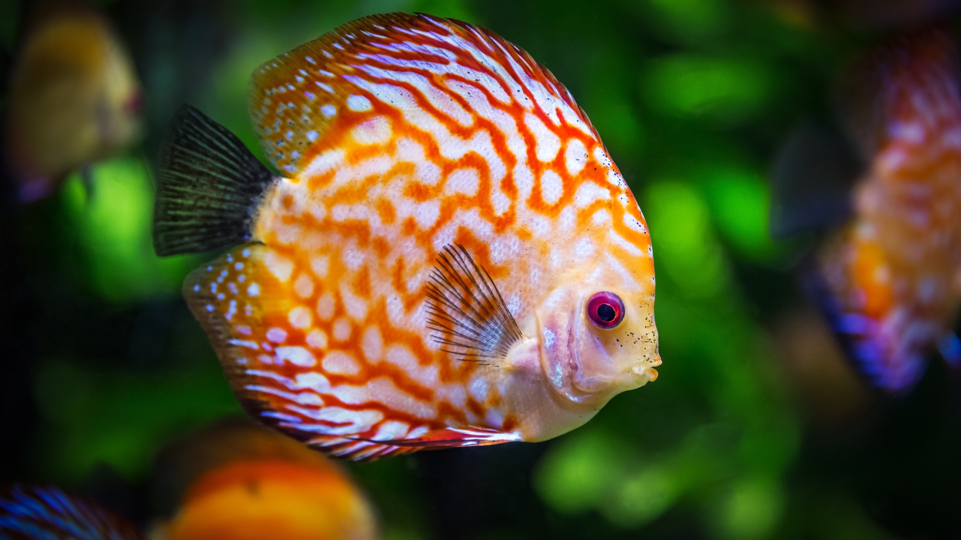 Hd Fish Wallpapers