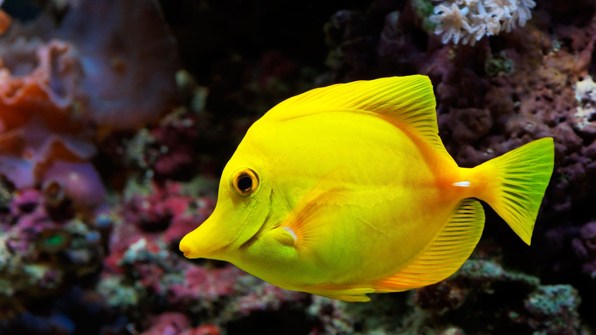 Hd Fish Wallpapers