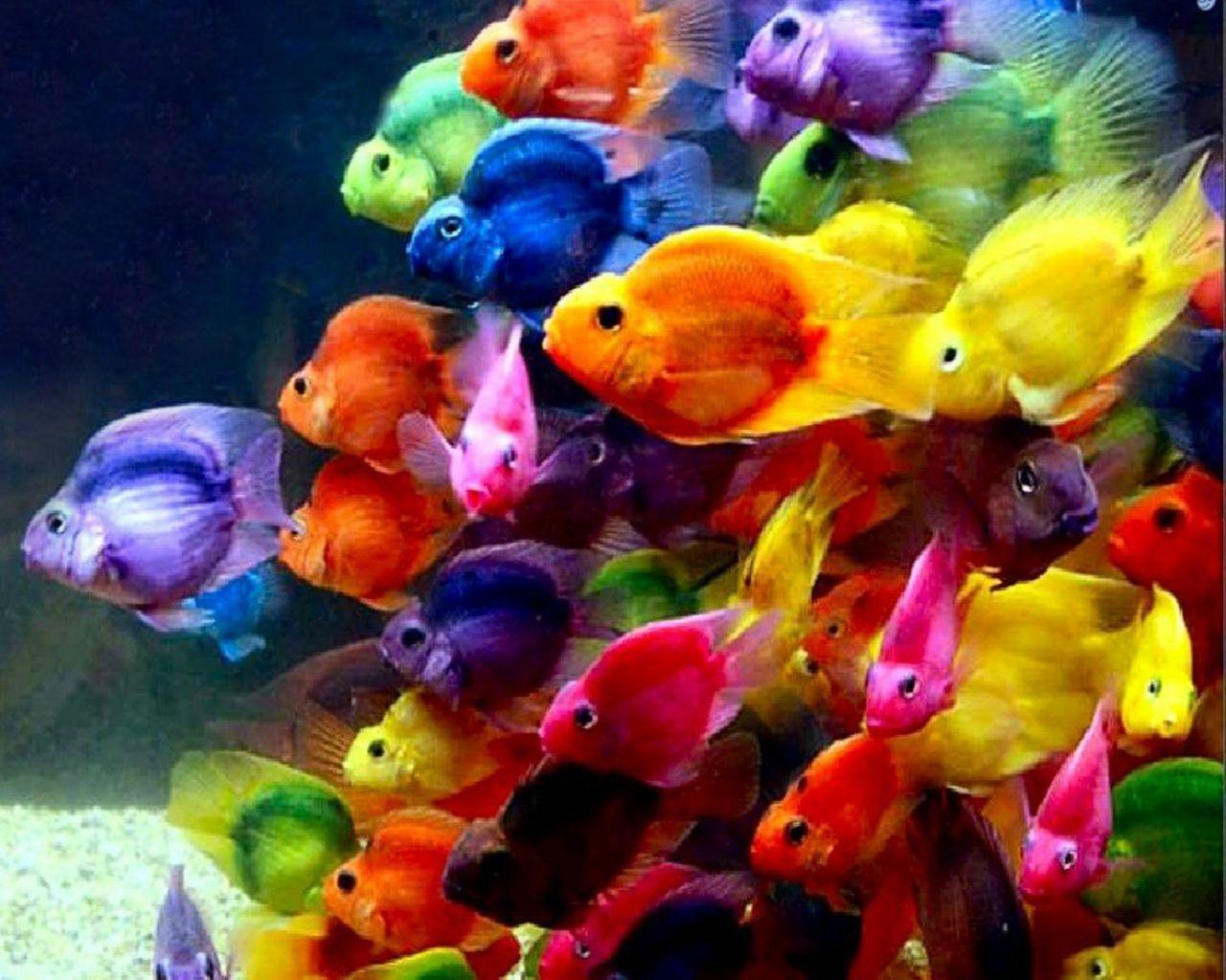 Hd Fish Wallpapers