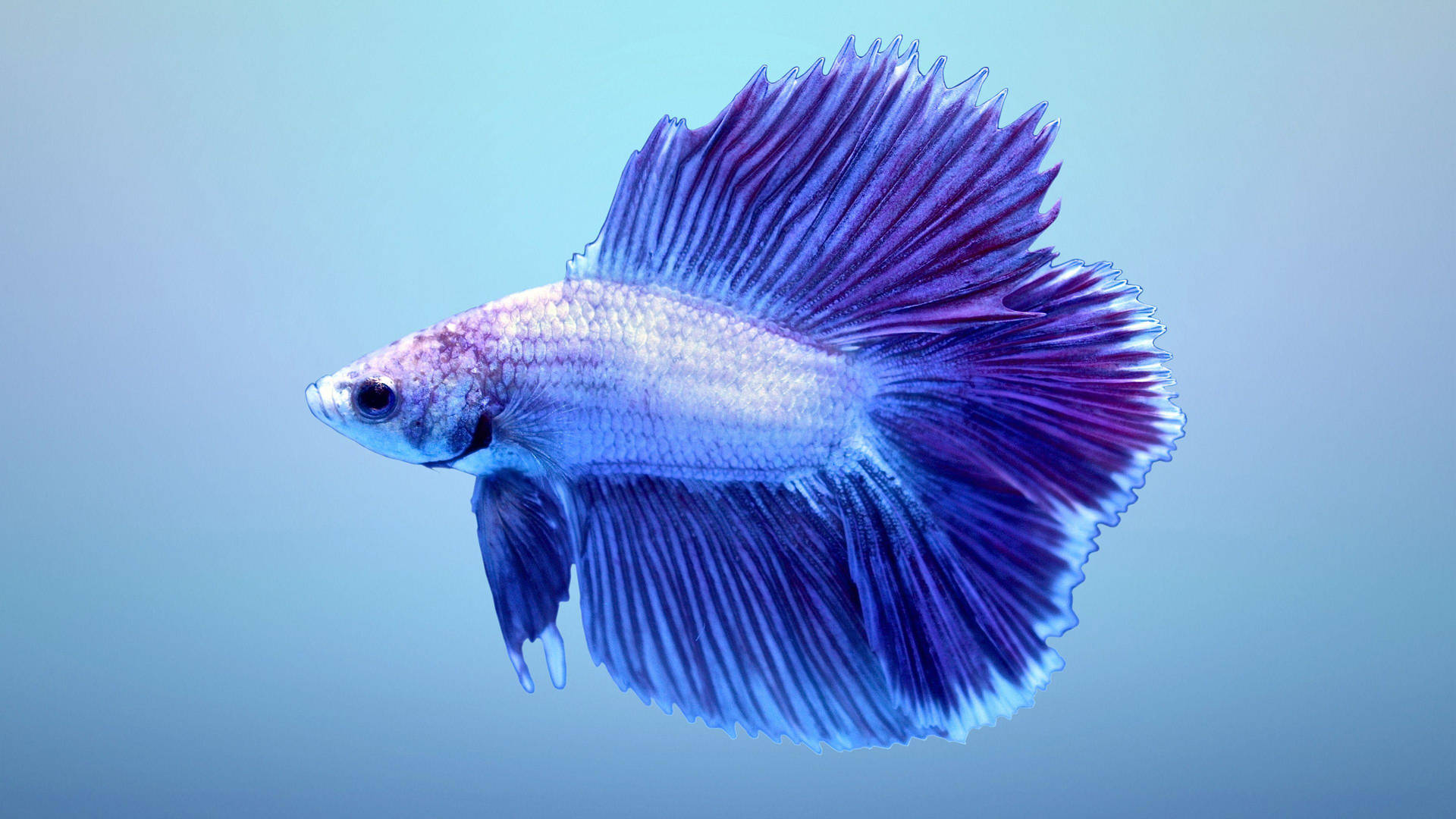 Hd Fish Wallpapers