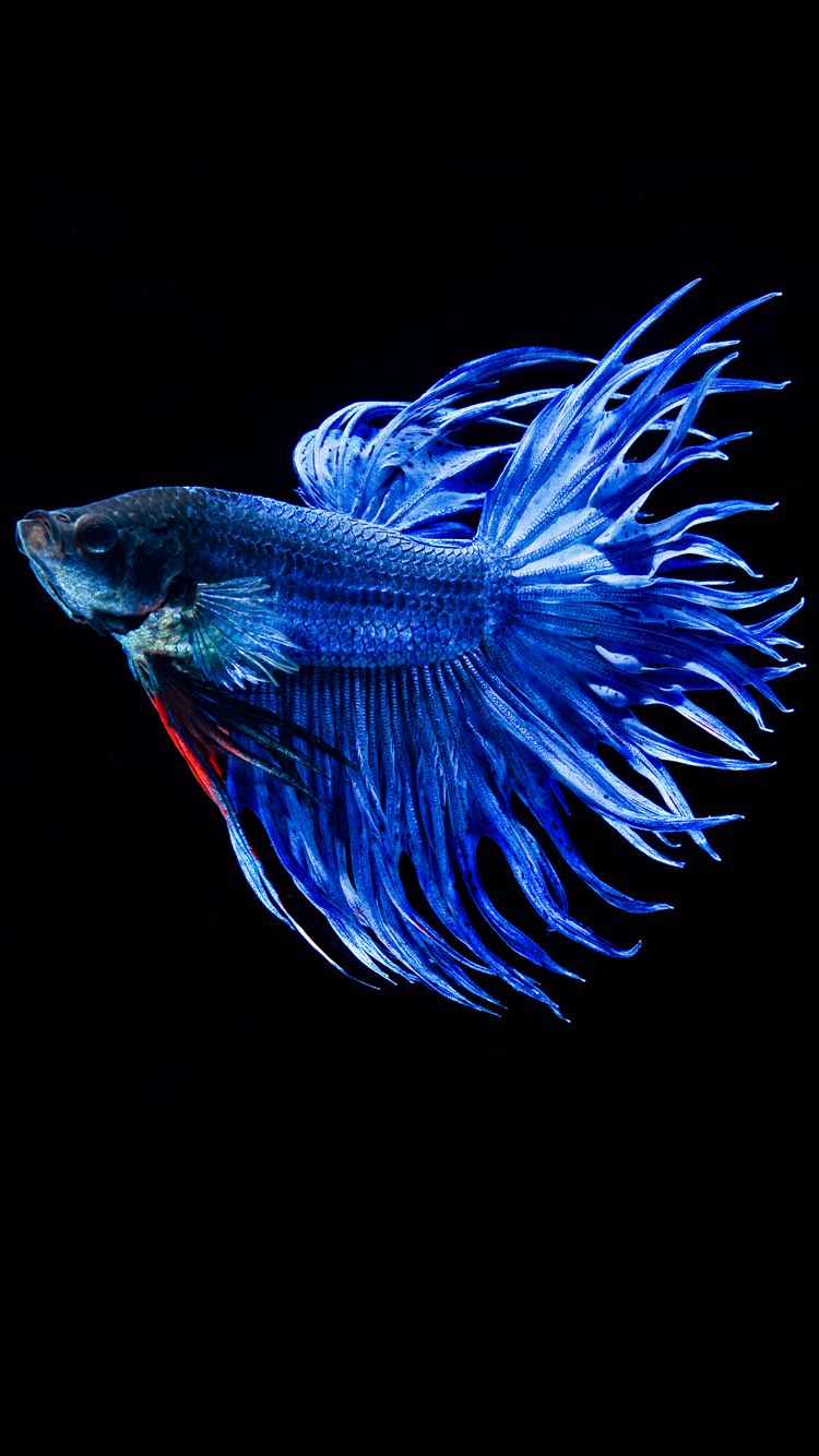 Hd Fish Wallpapers