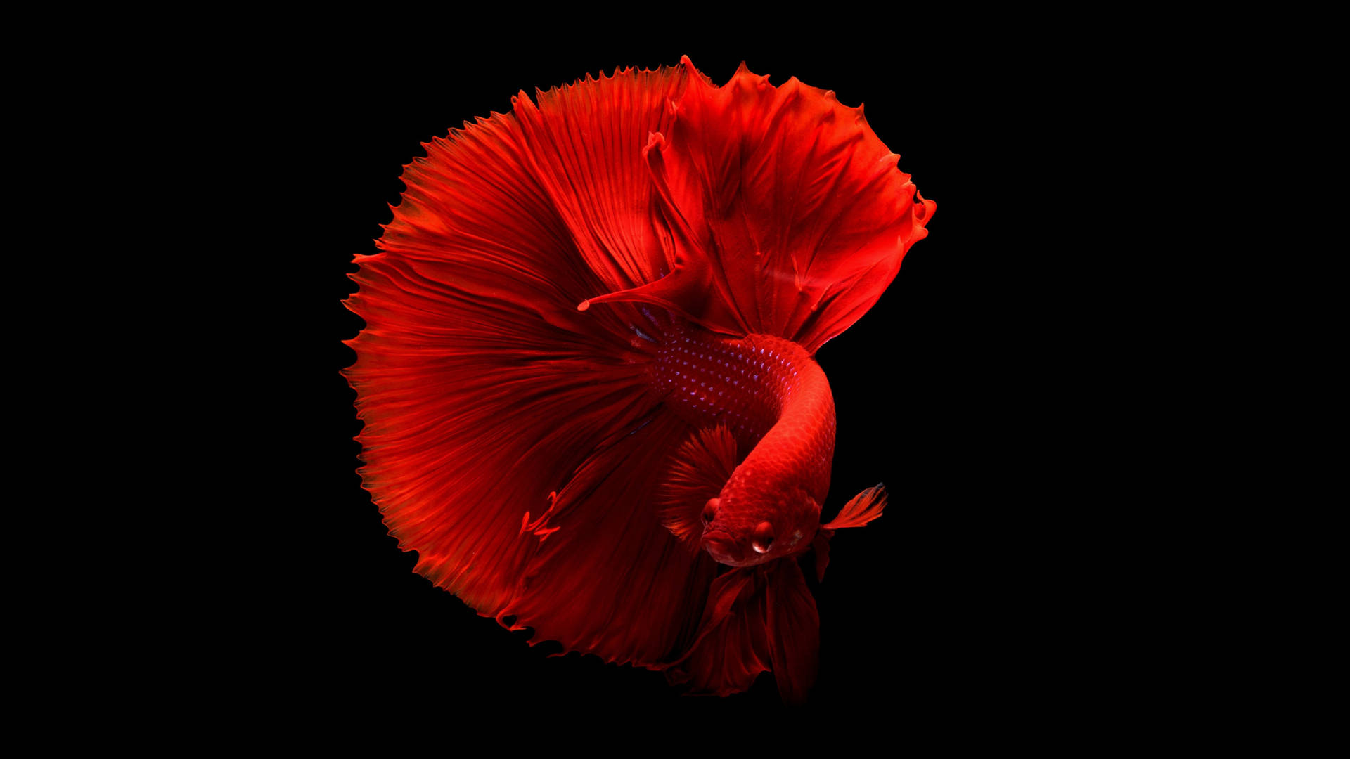 Hd Fish Wallpapers