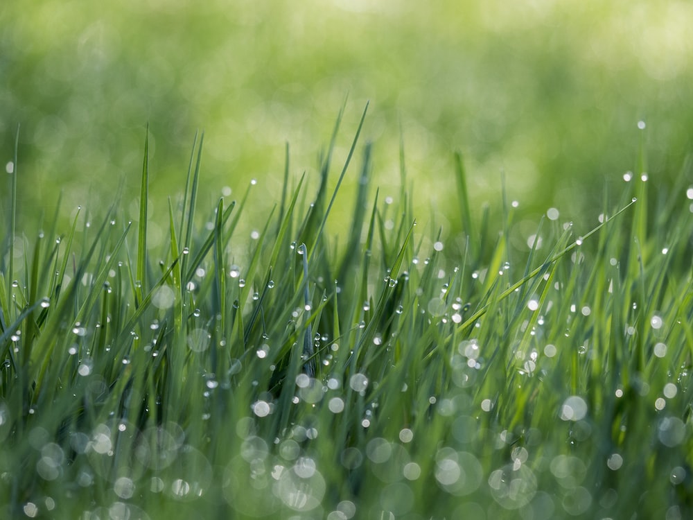 Hd Grass Wallpapers