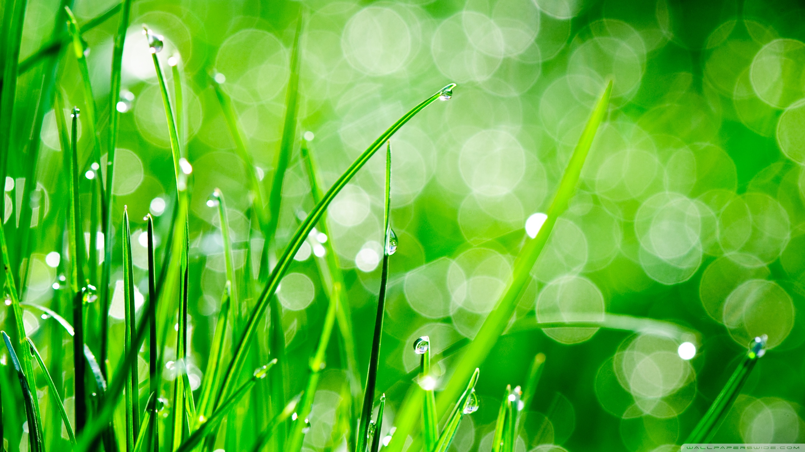 Hd Grass Wallpapers