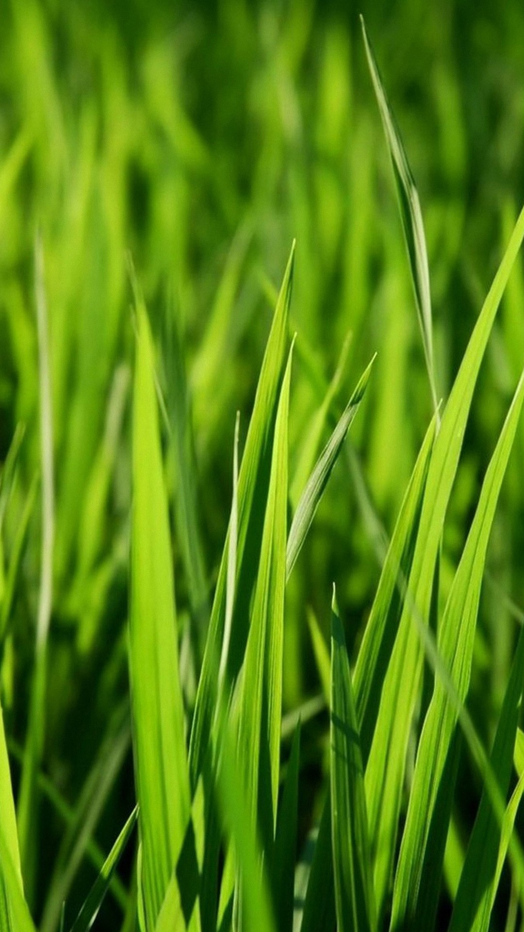 Hd Grass Wallpapers