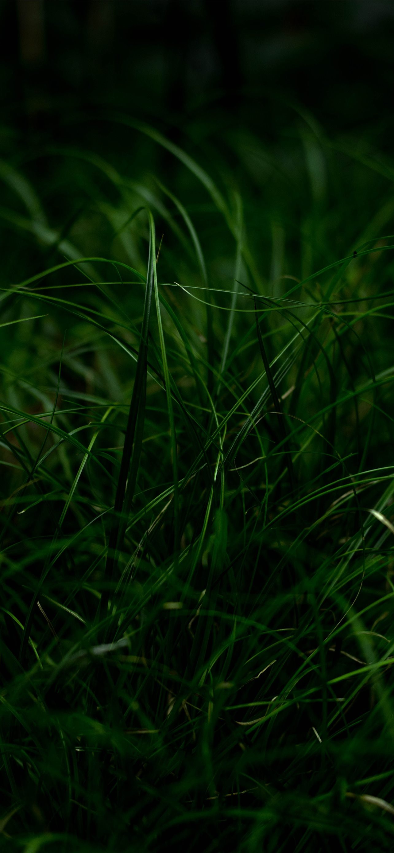 Hd Grass Wallpapers