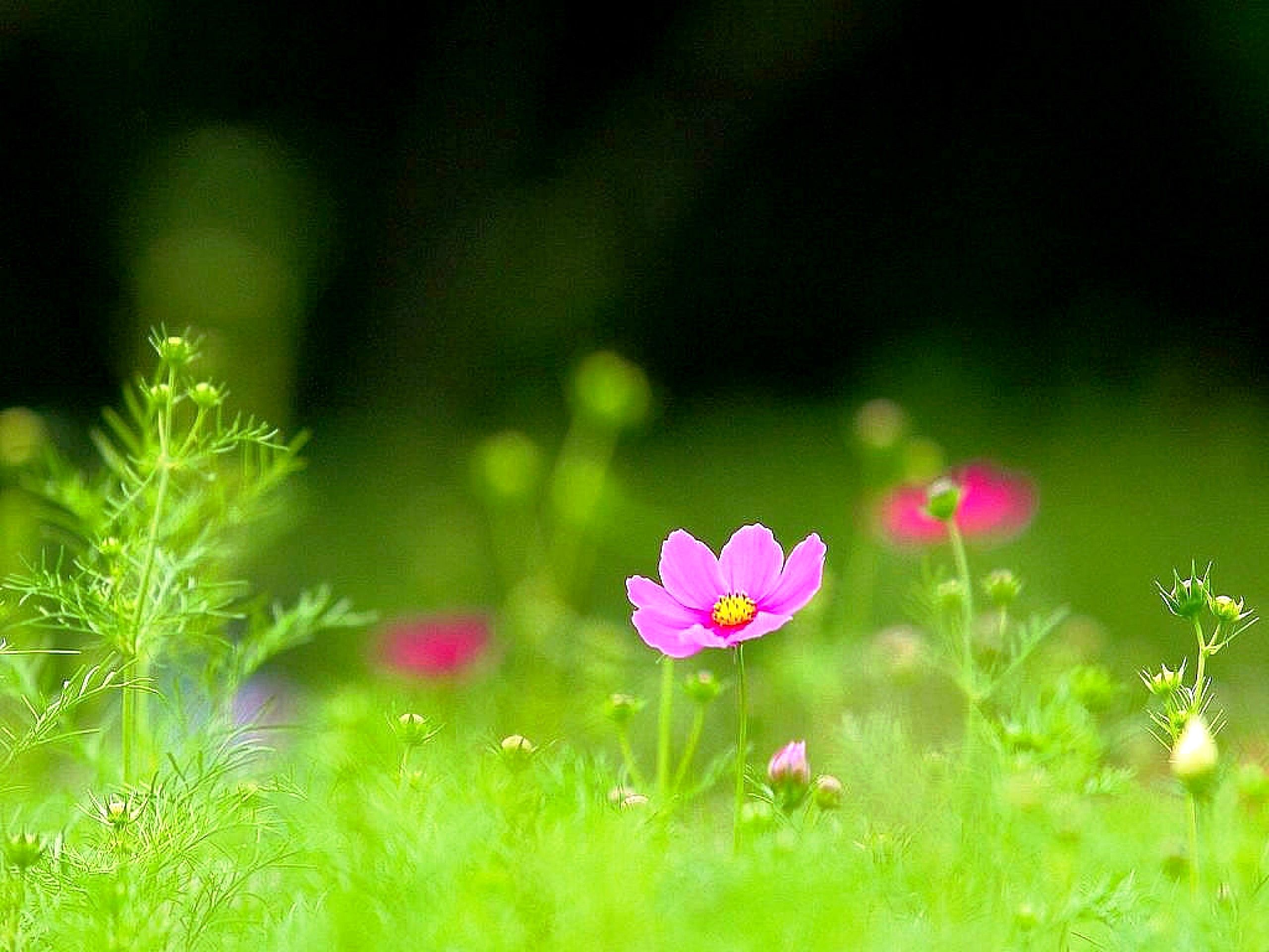 Hd Grass Wallpapers