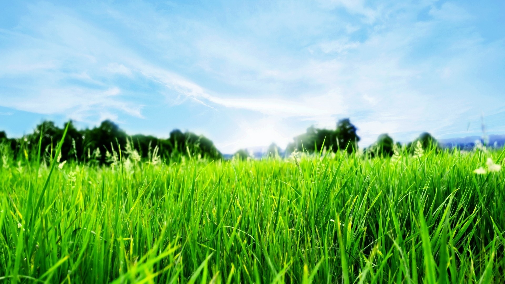 Hd Grass Wallpapers