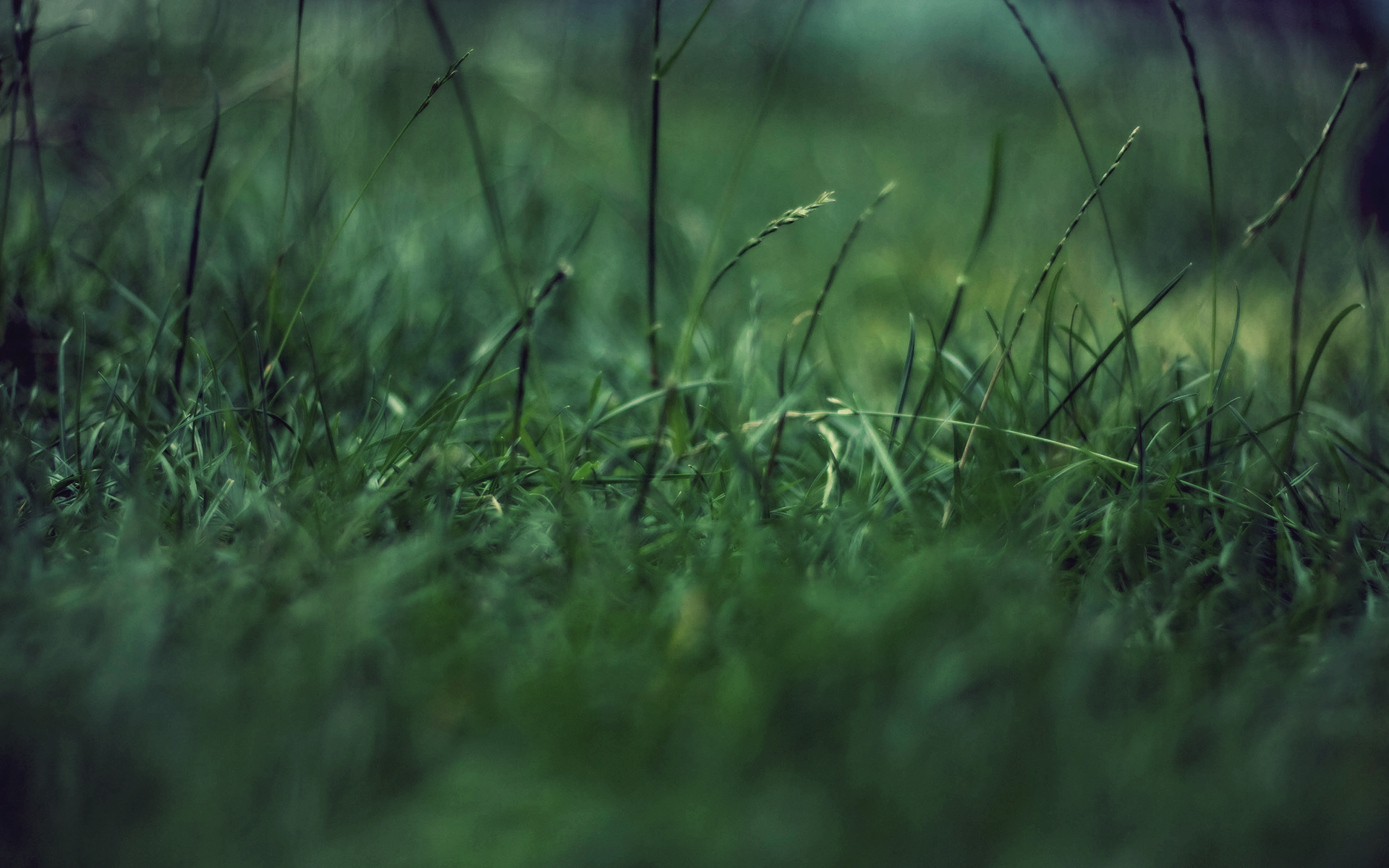 Hd Grass Wallpapers