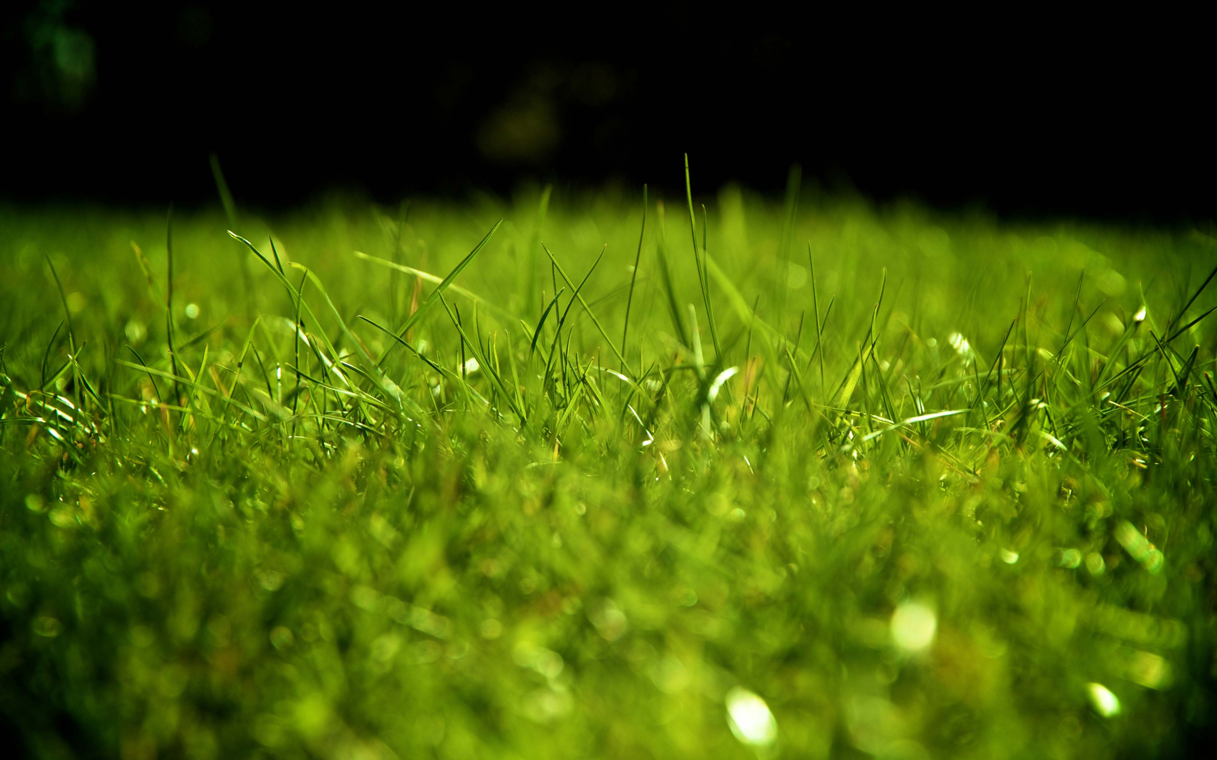 Hd Grass Wallpapers