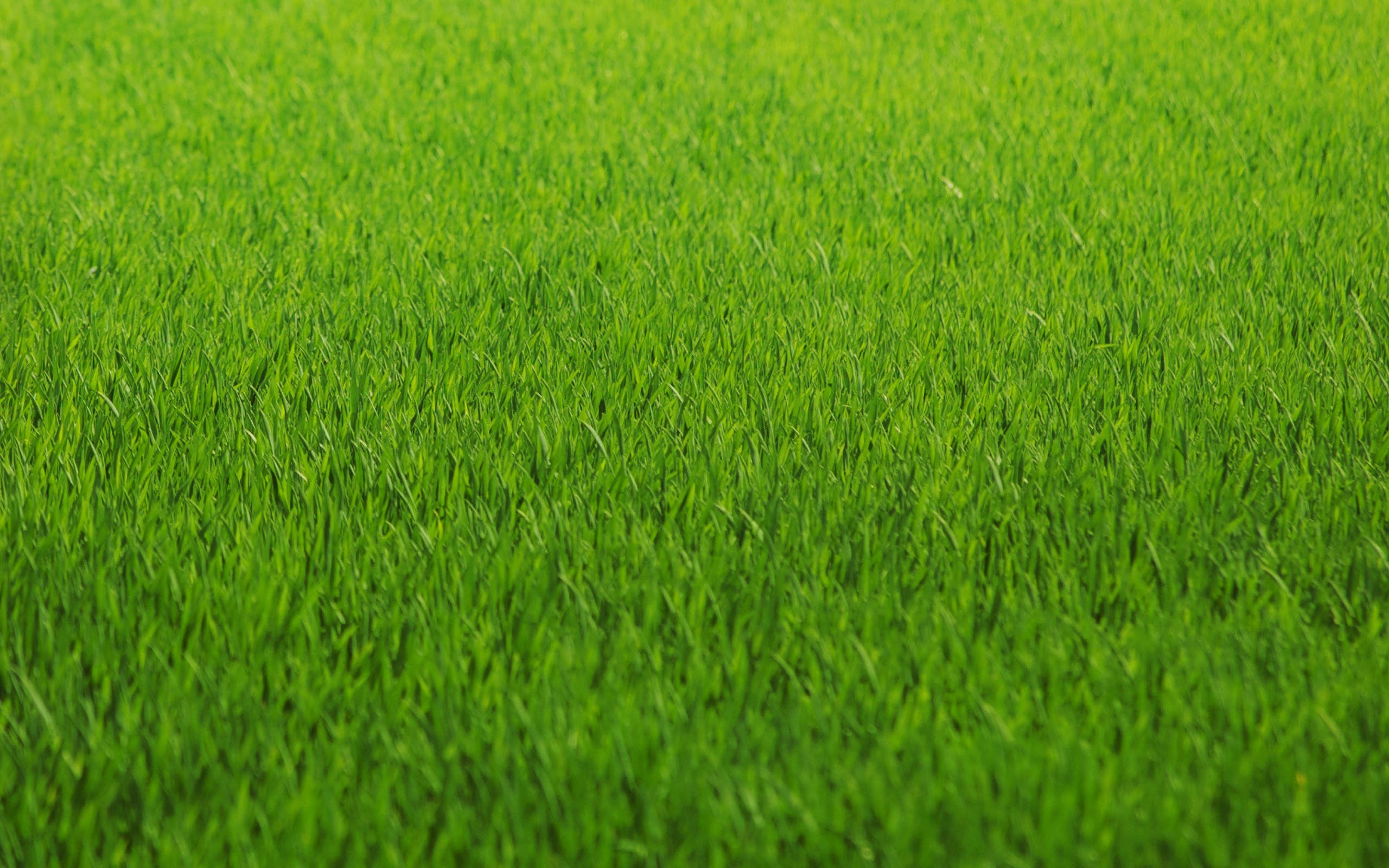 Hd Grass Wallpapers