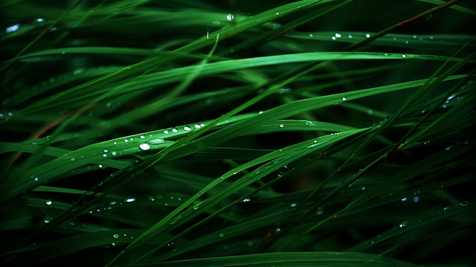 Hd Grass Wallpapers