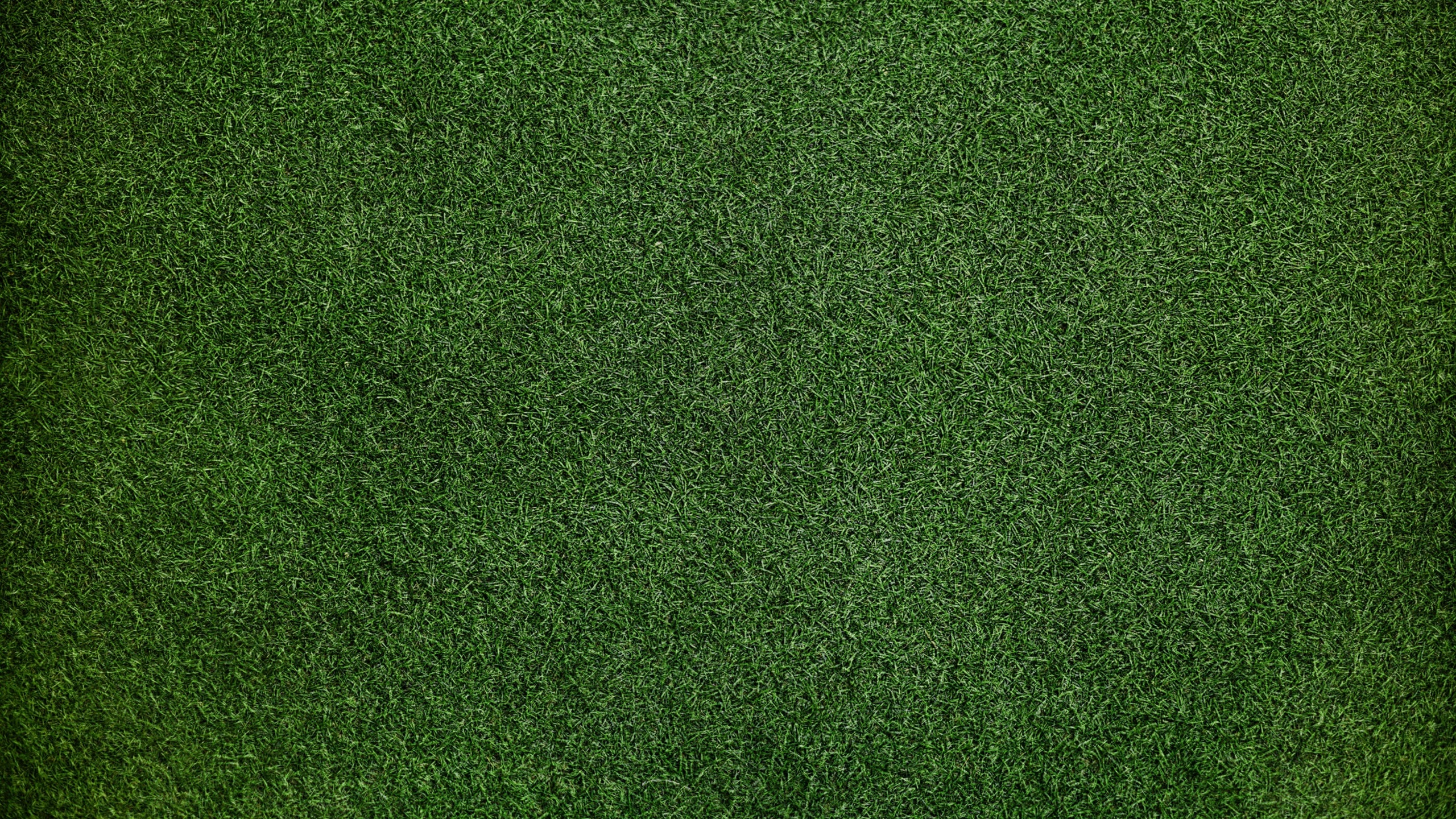 Hd Grass Wallpapers