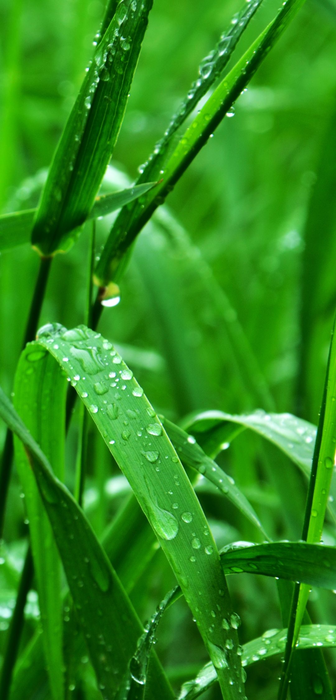 Hd Grass Wallpapers