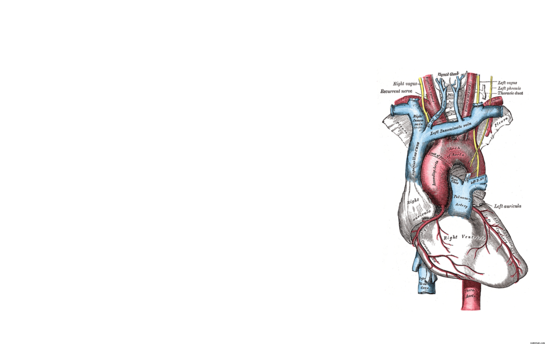 Heart Anatomy Wallpapers