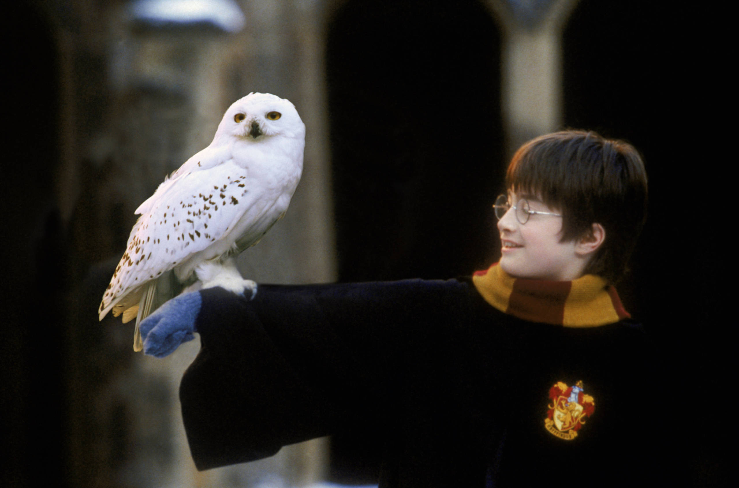 Hedwig Wallpapers