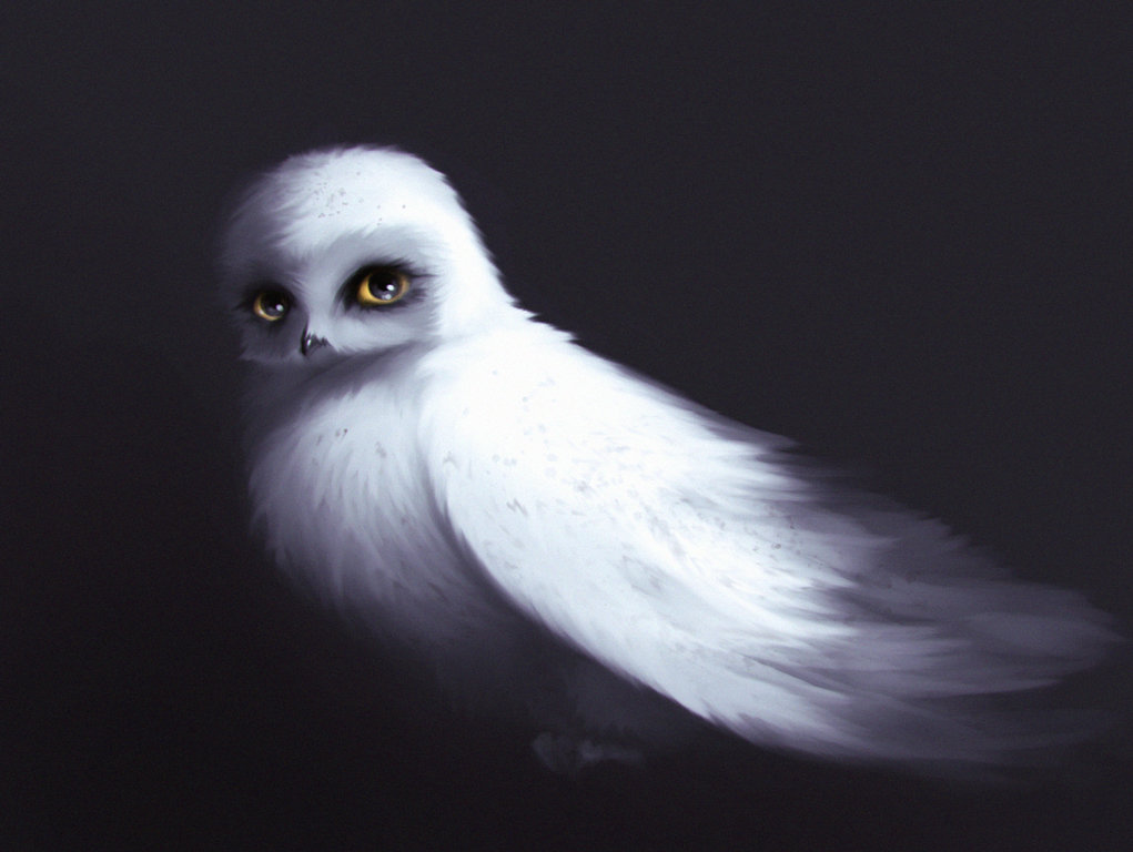 Hedwig Wallpapers