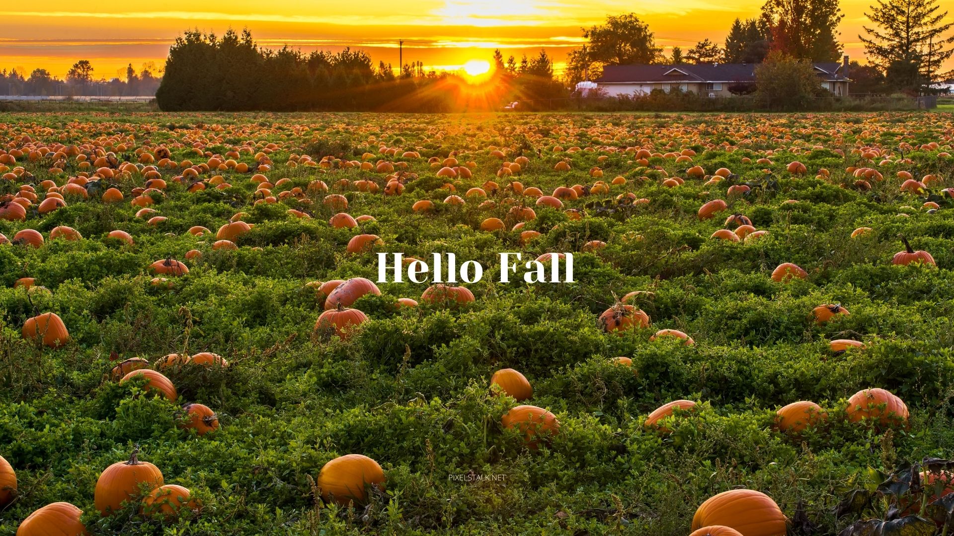 Hello Pumpkin Wallpapers