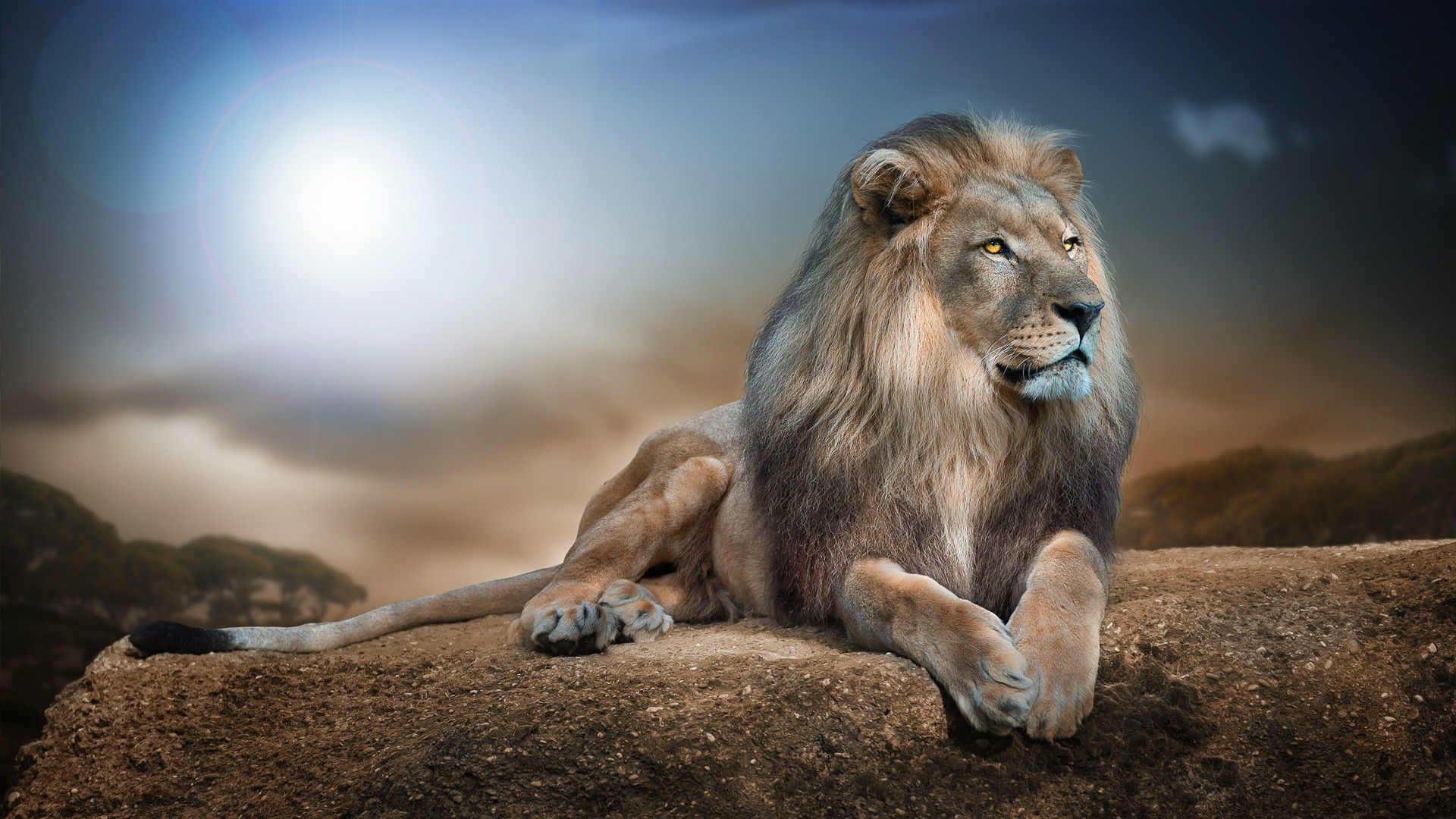 High Definition Animal Wallpapers