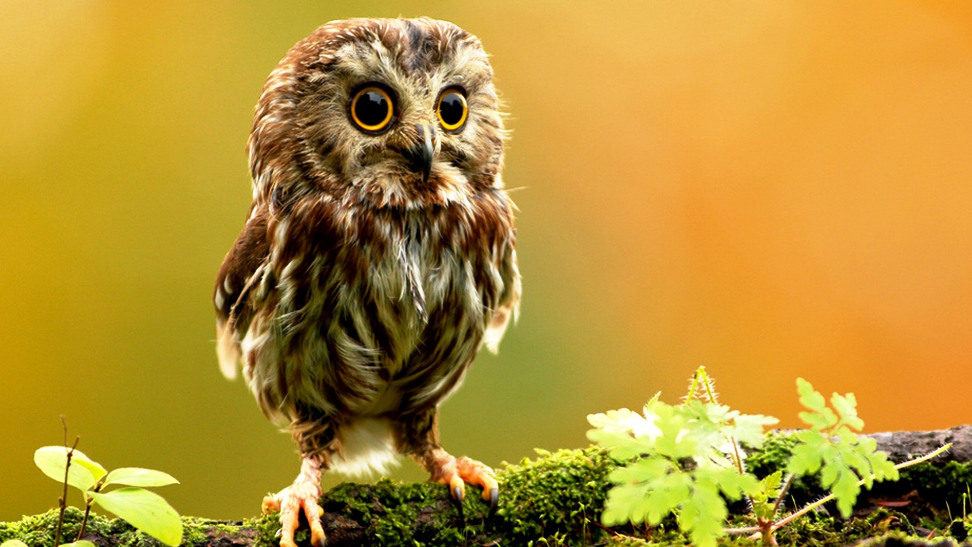 High Definition Animal Wallpapers