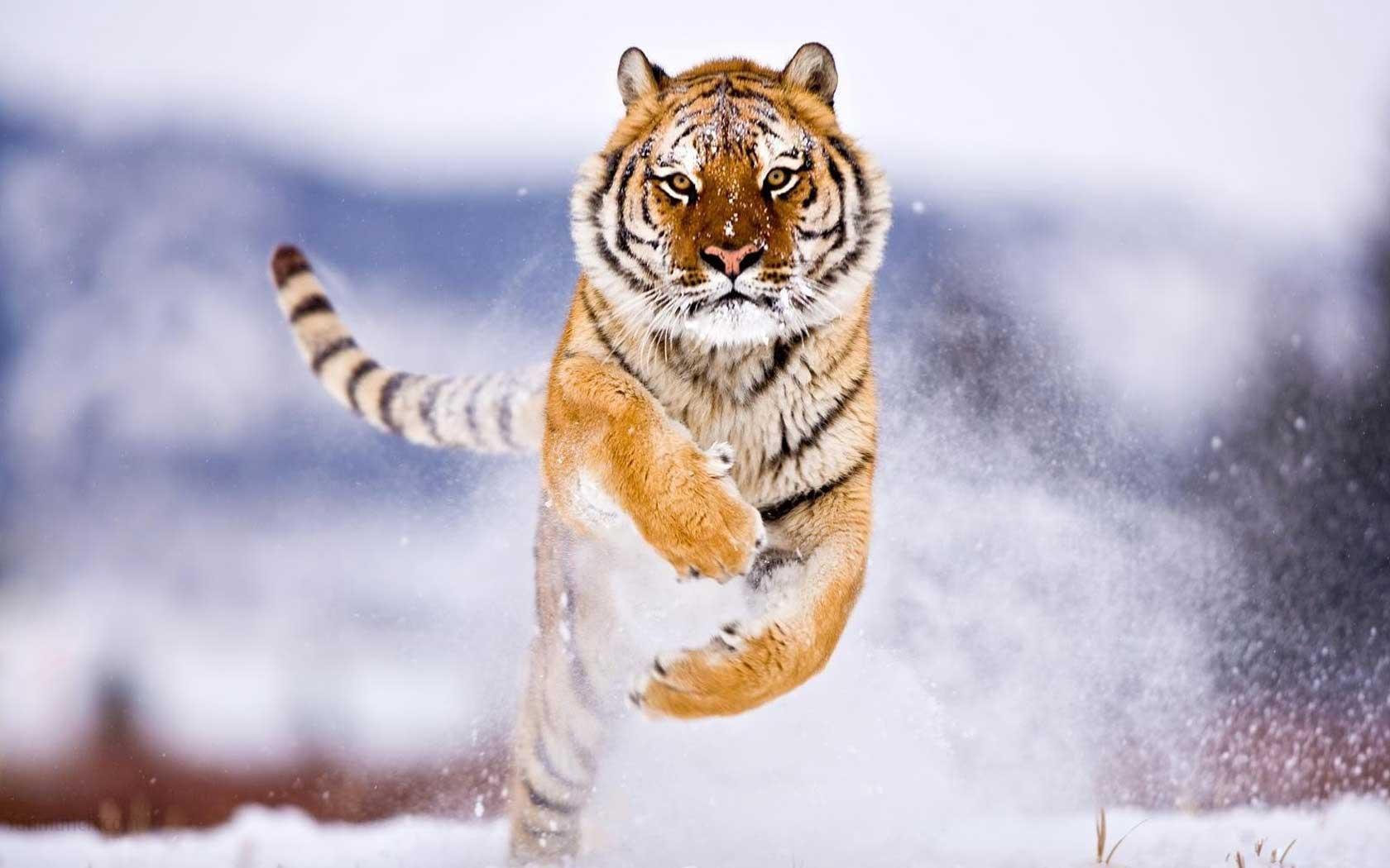 High Definition Animal Wallpapers