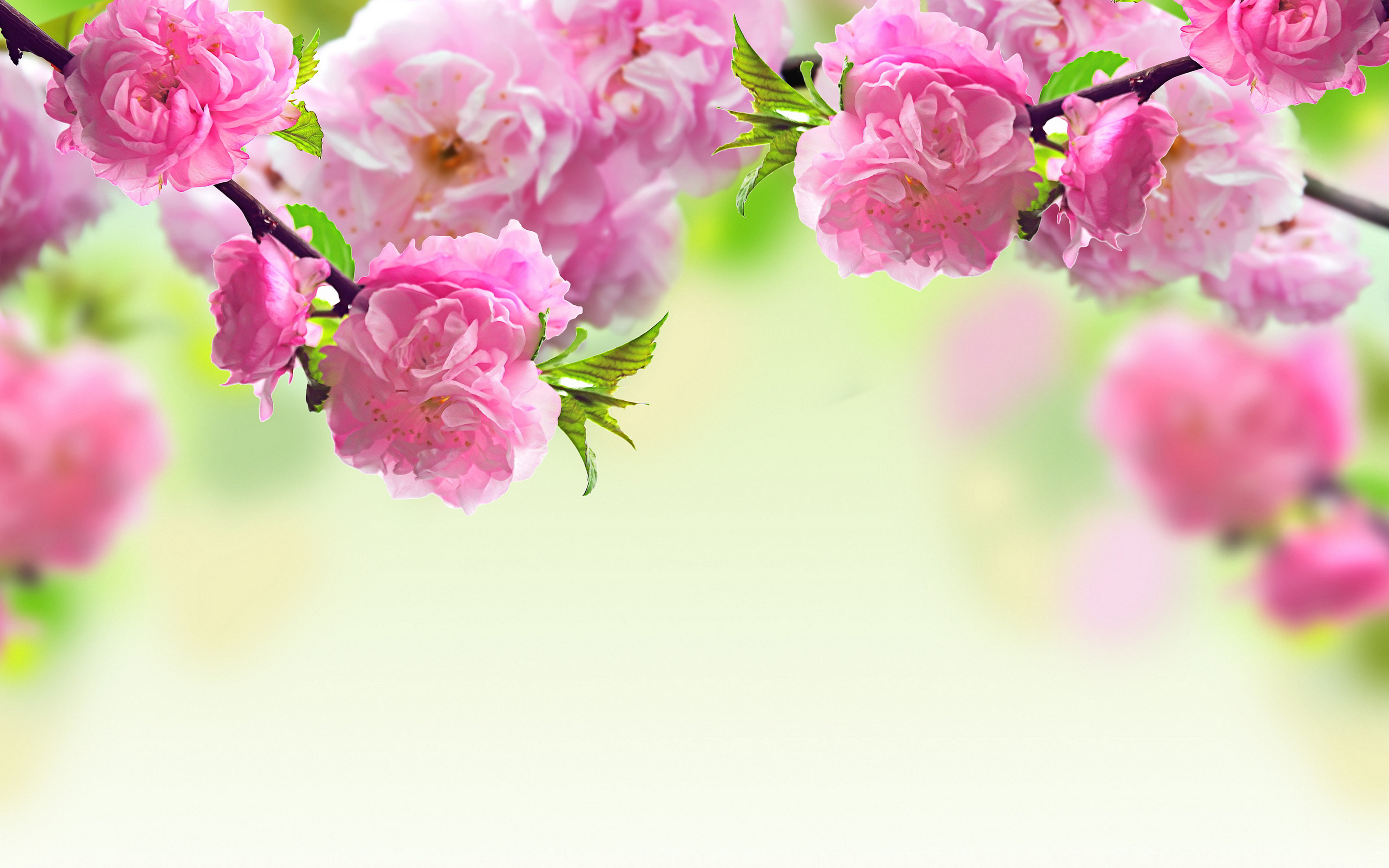 High Definition Flower Wallpapers