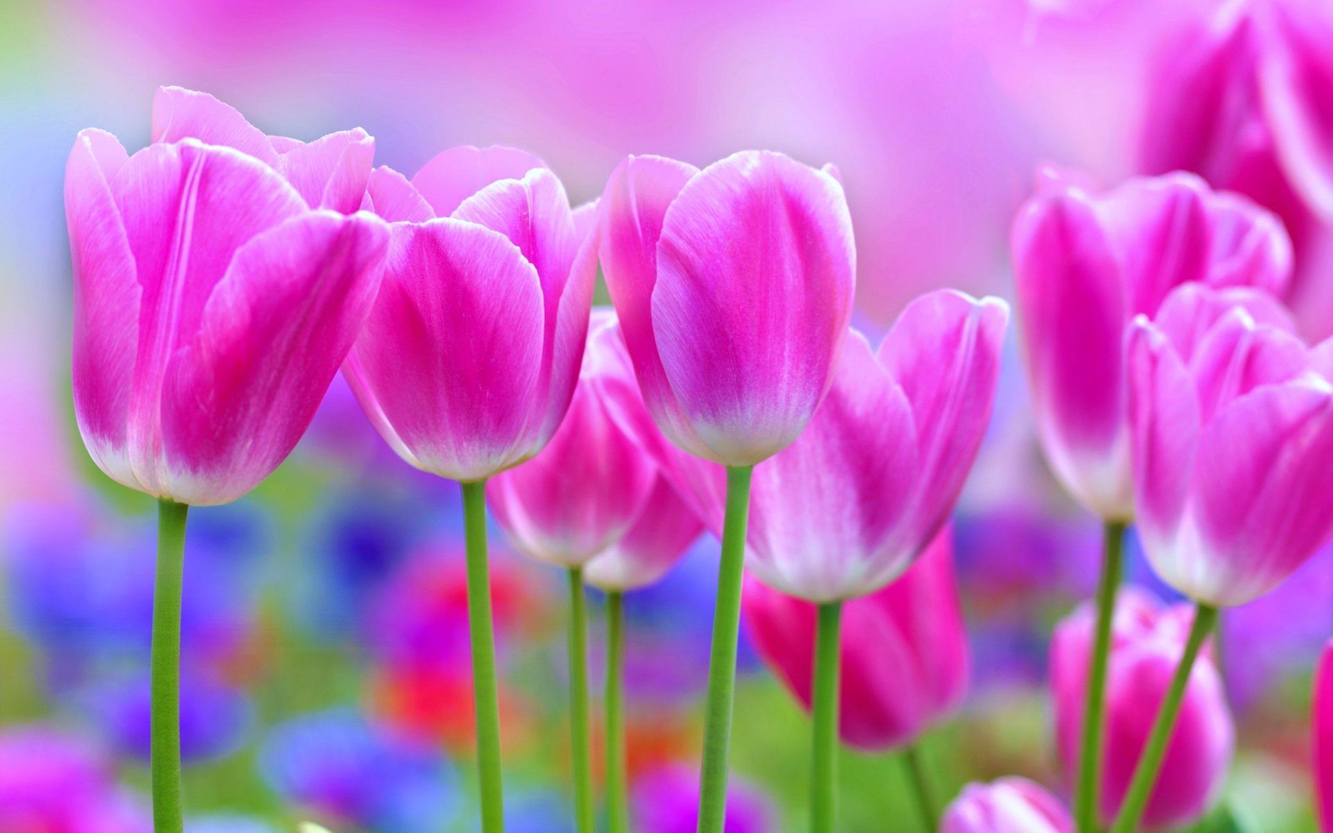 High Definition Flower Wallpapers