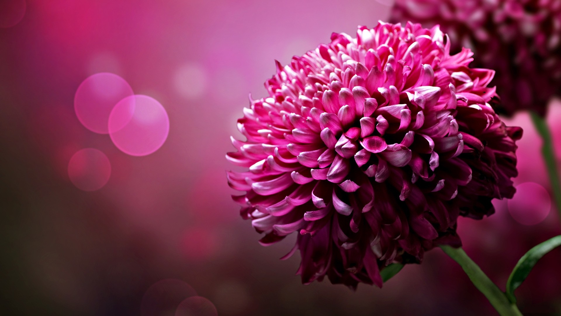 High Definition Flower Wallpapers