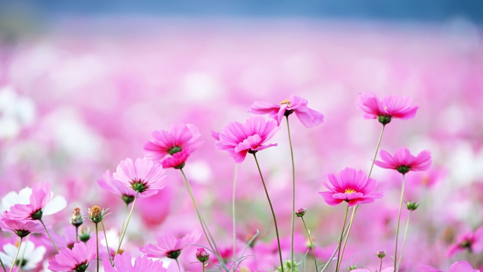 High Definition Flower Wallpapers