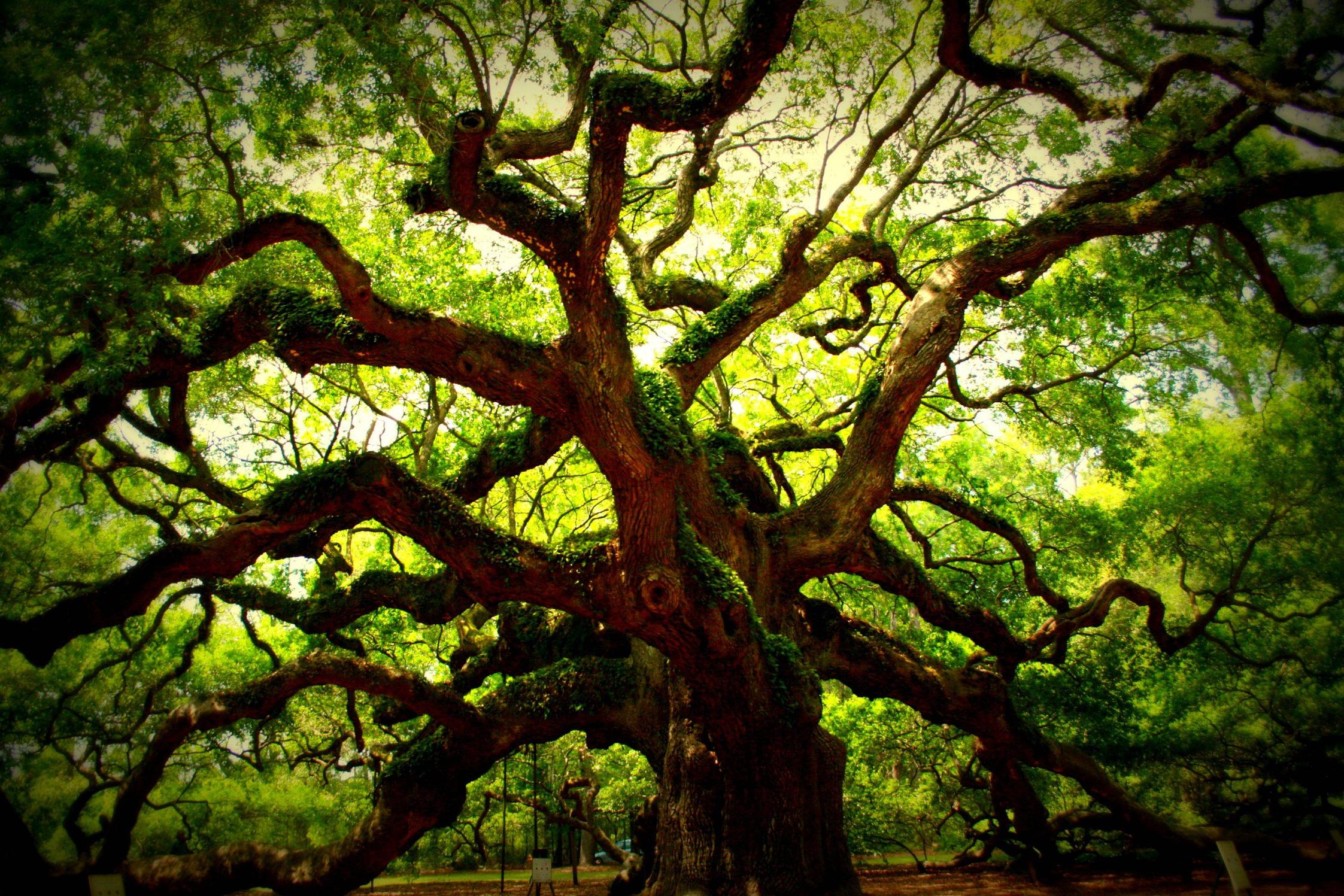 High Resolution Angel Oak Tree Wallpapers