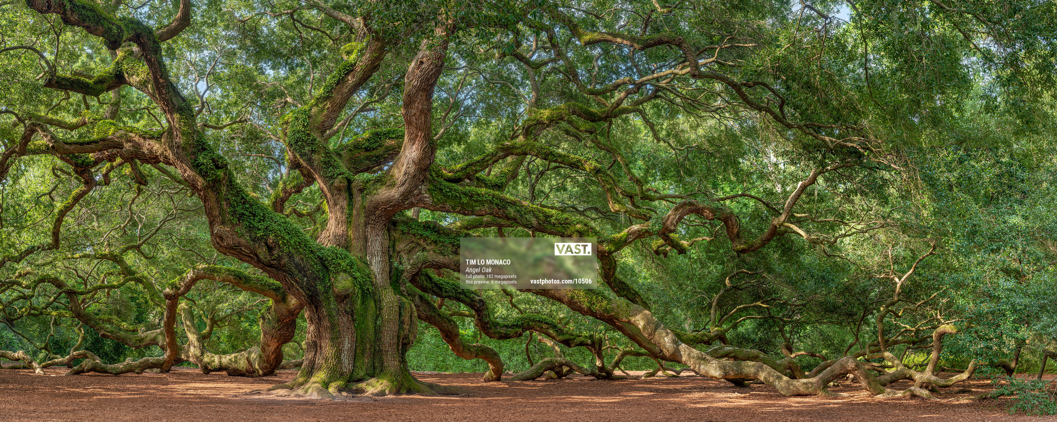 High Resolution Angel Oak Tree Wallpapers