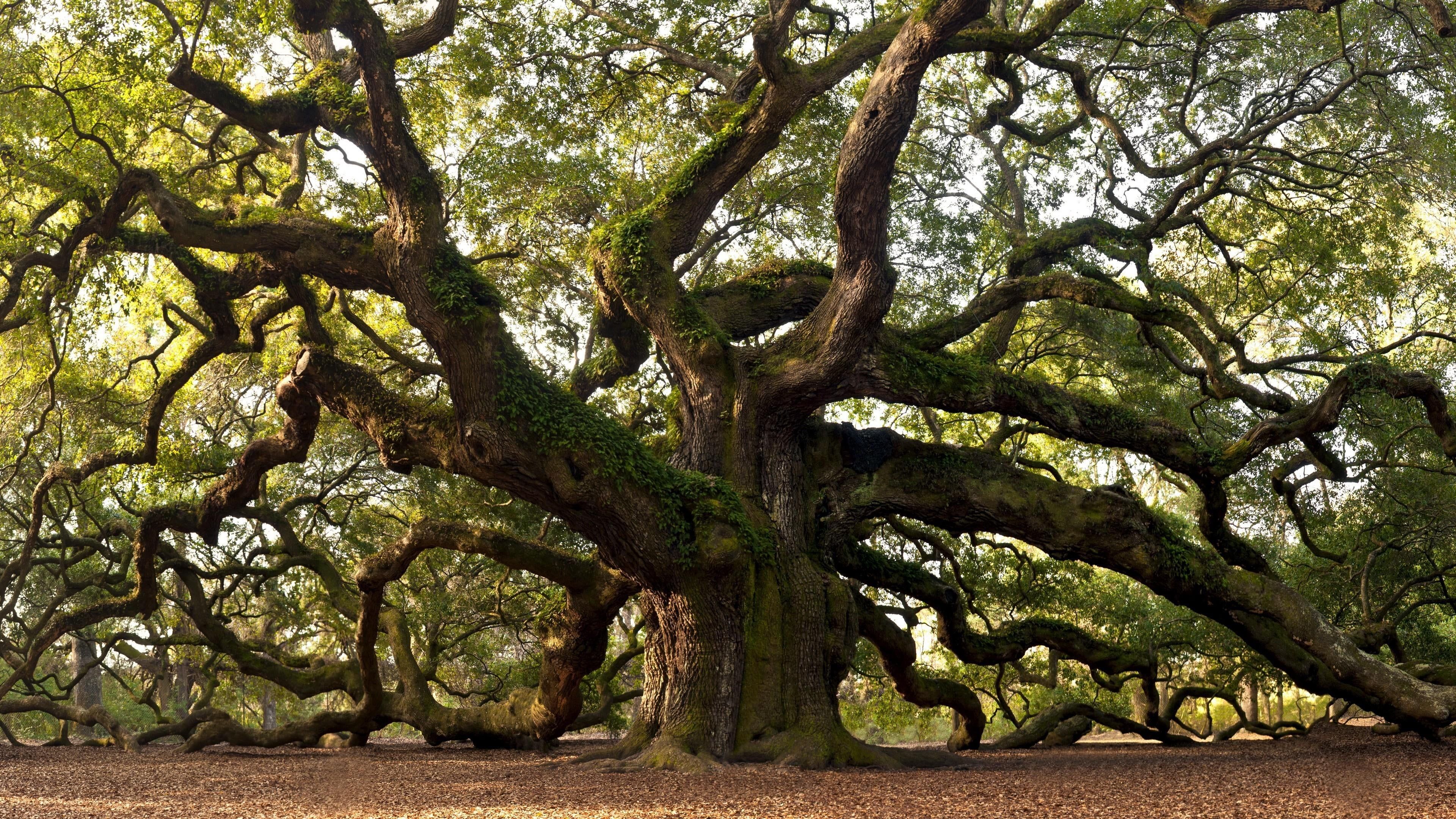 High Resolution Angel Oak Tree Wallpapers