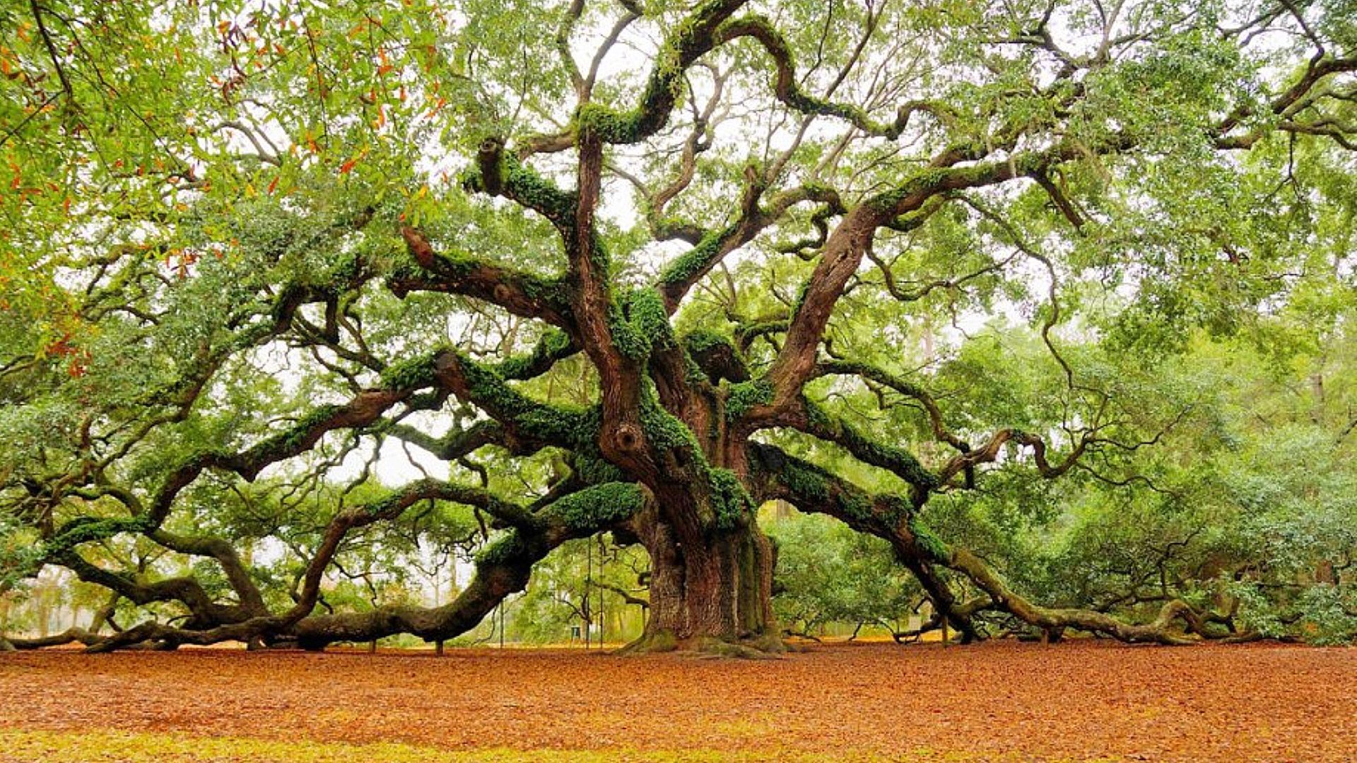 High Resolution Angel Oak Tree Wallpapers