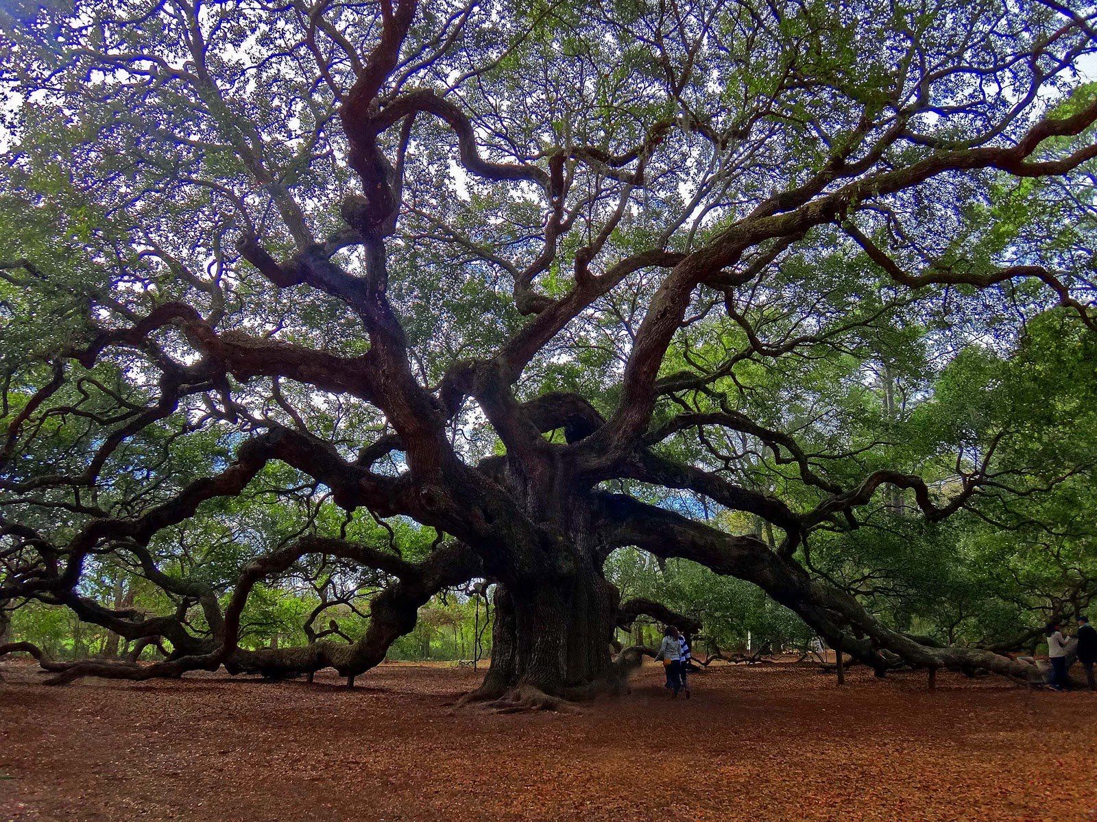 High Resolution Angel Oak Tree Wallpapers