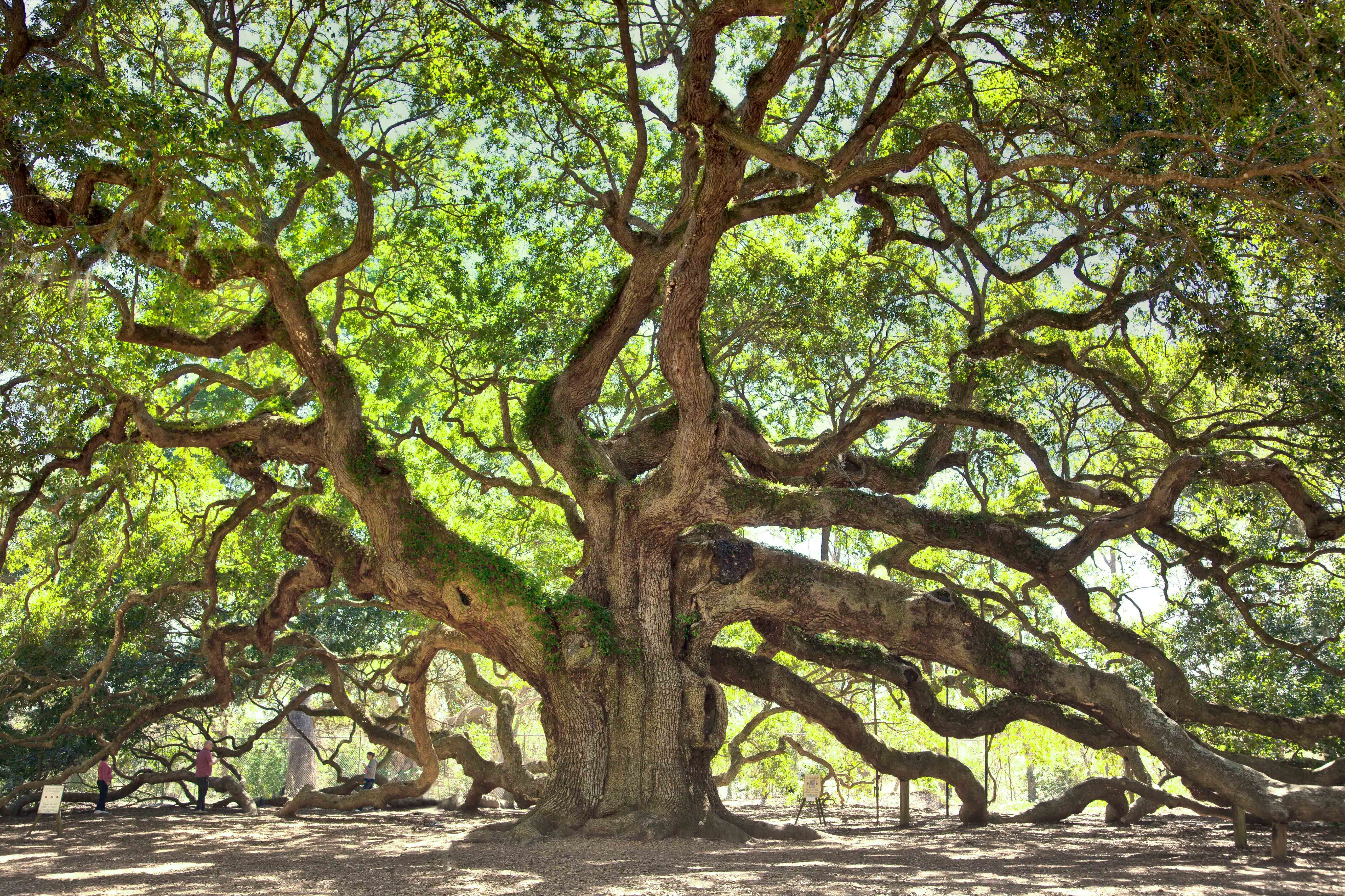 High Resolution Angel Oak Tree Wallpapers