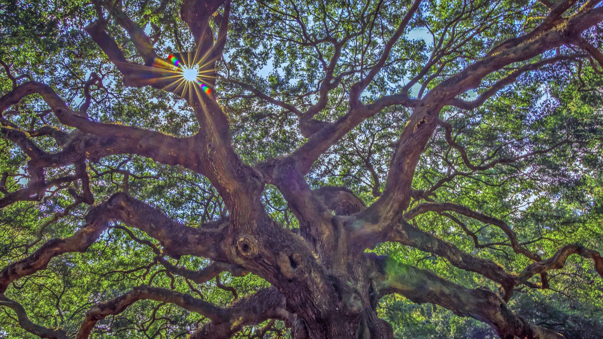 High Resolution Angel Oak Tree Wallpapers