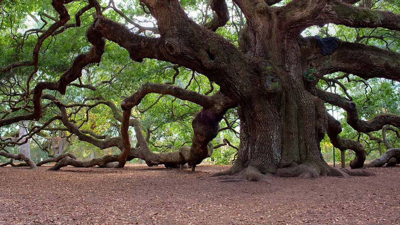 High Resolution Angel Oak Tree Wallpapers