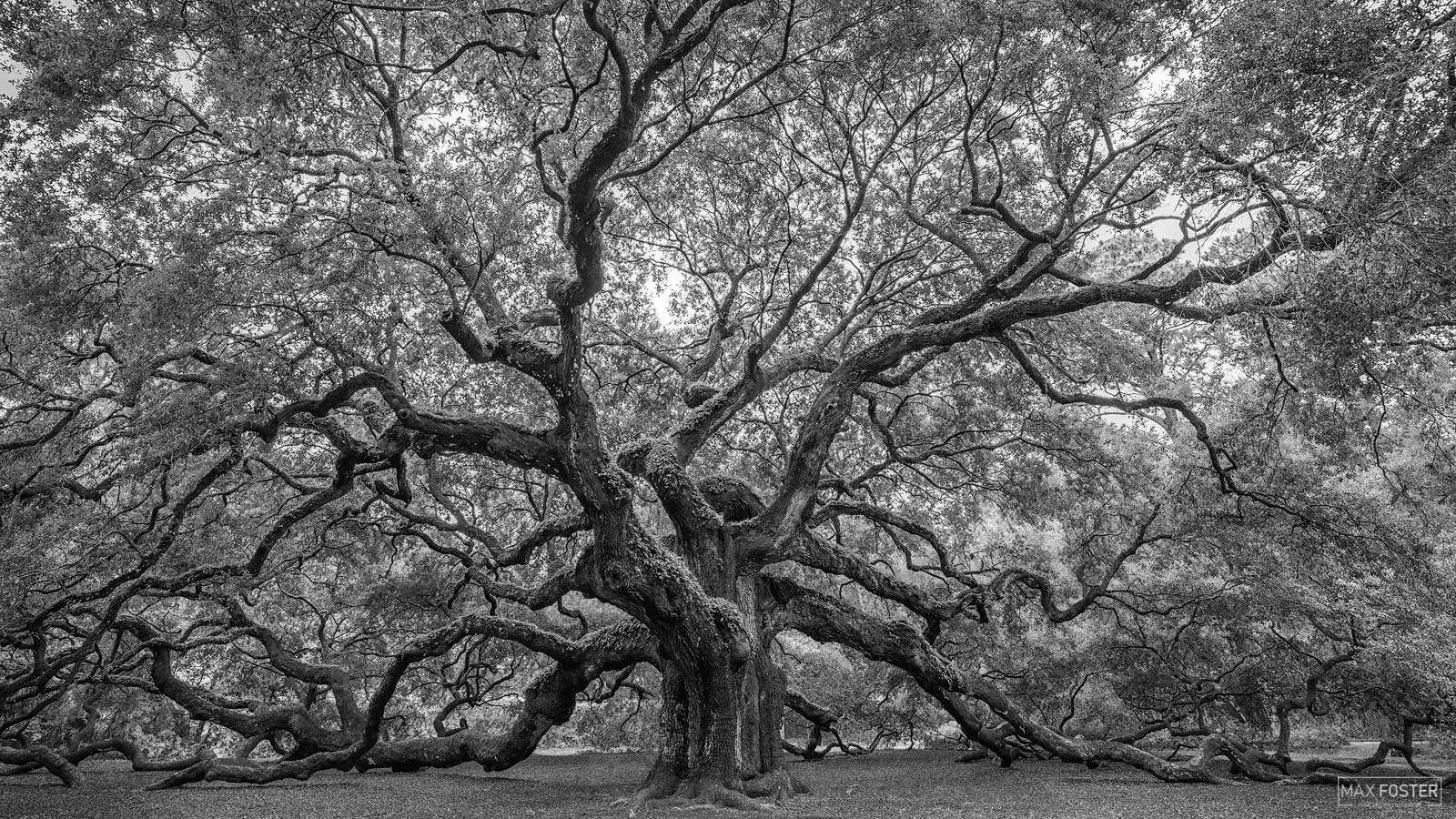 High Resolution Angel Oak Tree Wallpapers