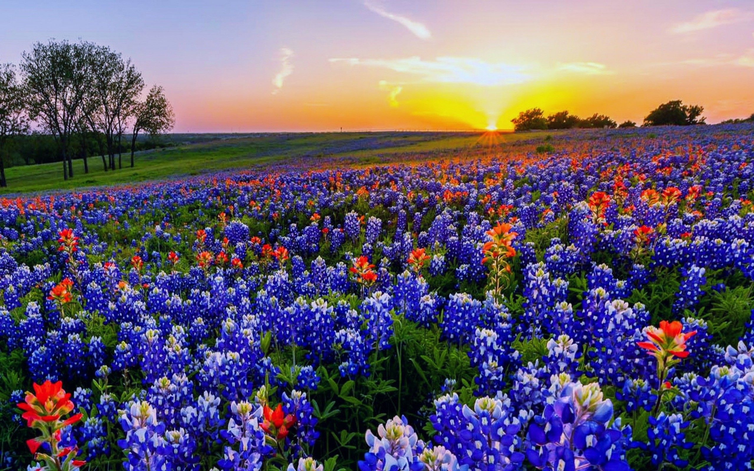 High Resolution Texas Bluebonnets Wallpapers